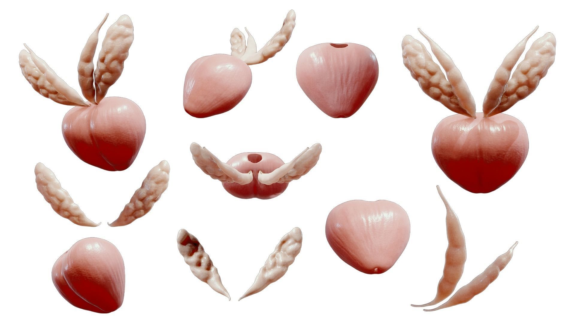 Prostate Anatomy 3D model_1