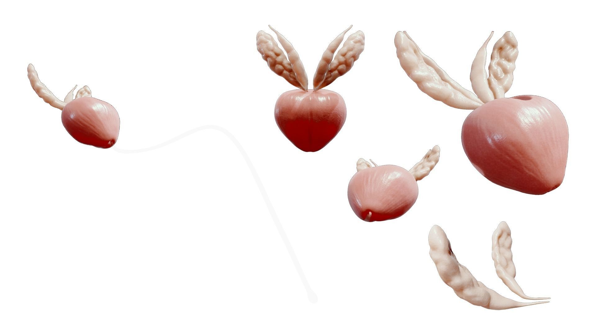 Prostate Anatomy 3D model_2