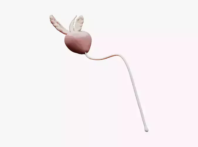 Prostate Anatomy 3D model