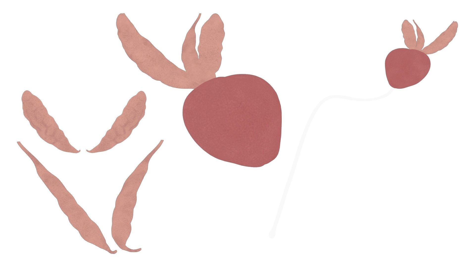 Prostate Anatomy 3D model_3