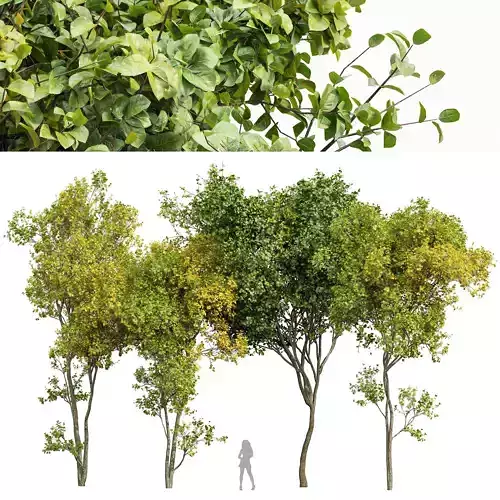 summer-fall trees 3D model