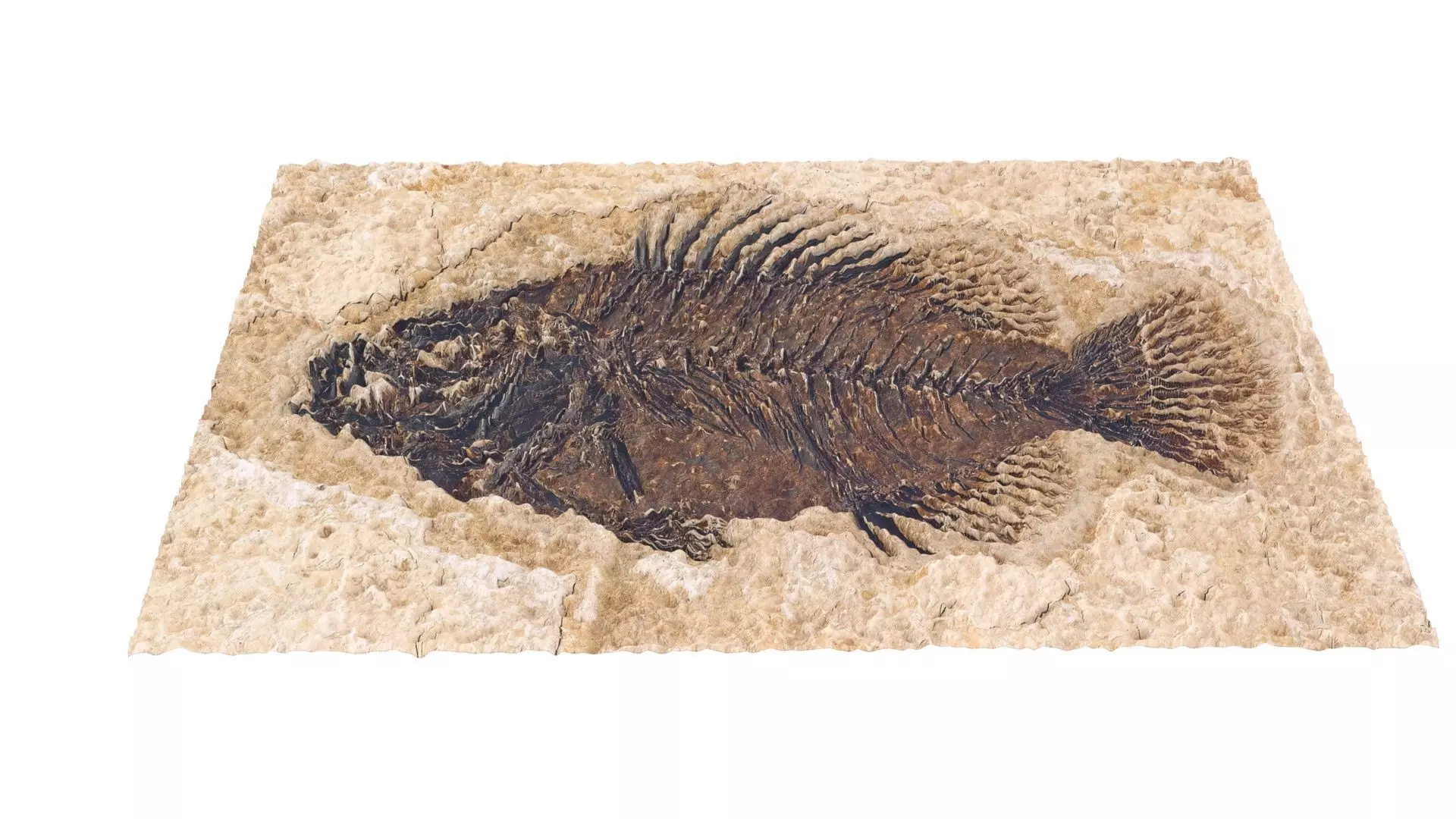 Fish Fossil 3D model