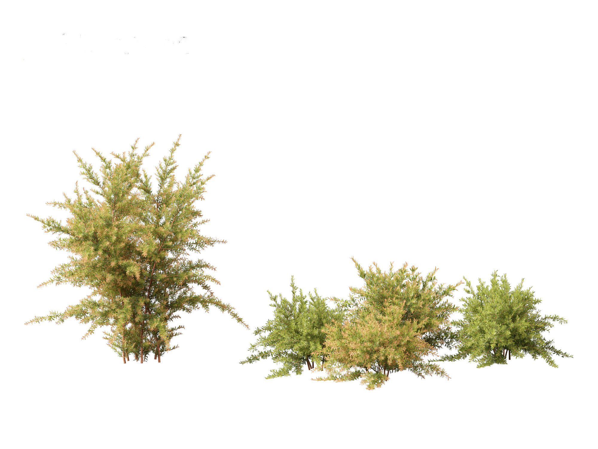 Baeckea virgata - Heath Myrtle 01 3D model_2
