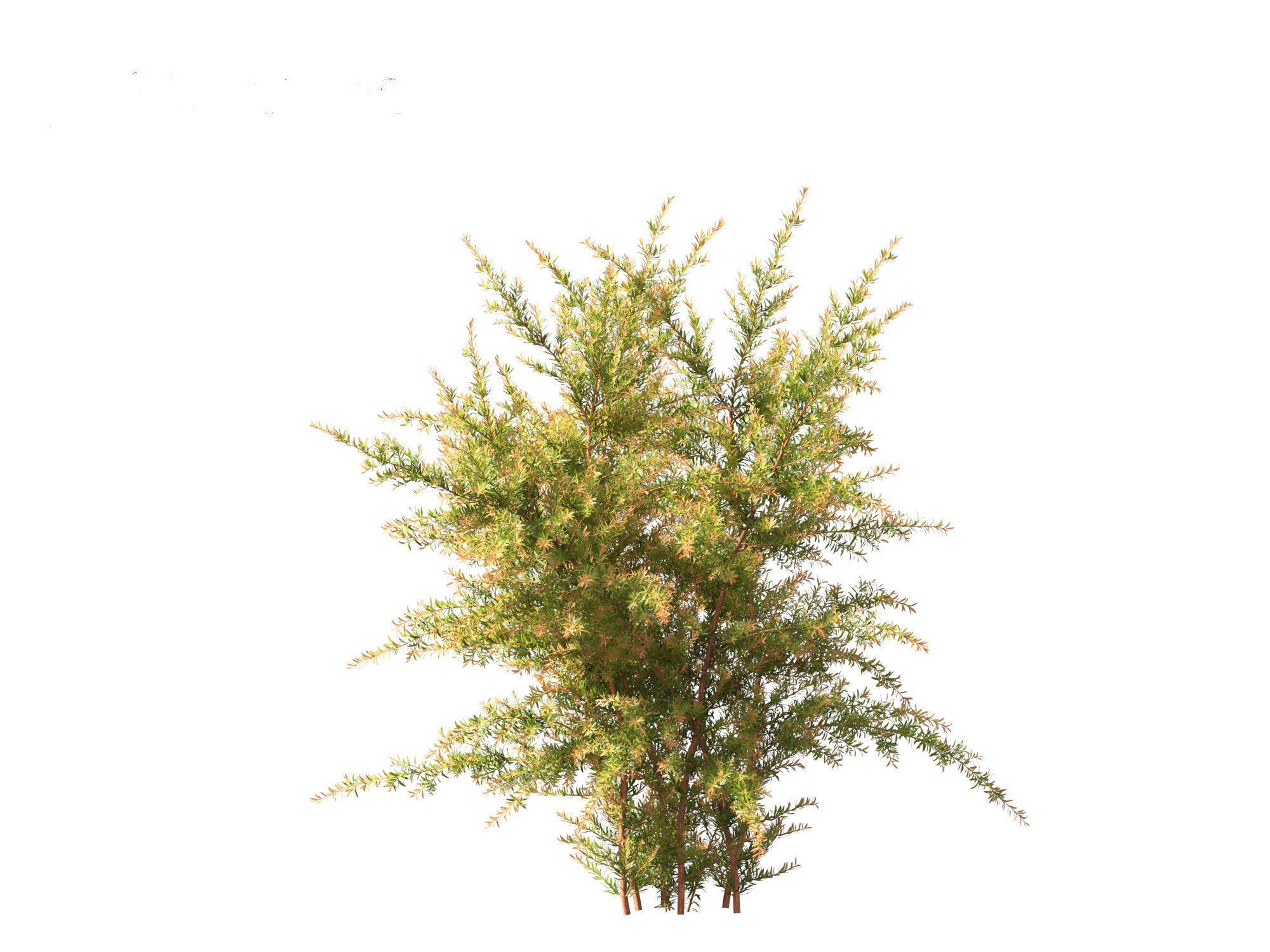 Baeckea virgata - Heath Myrtle 01 3D model_8