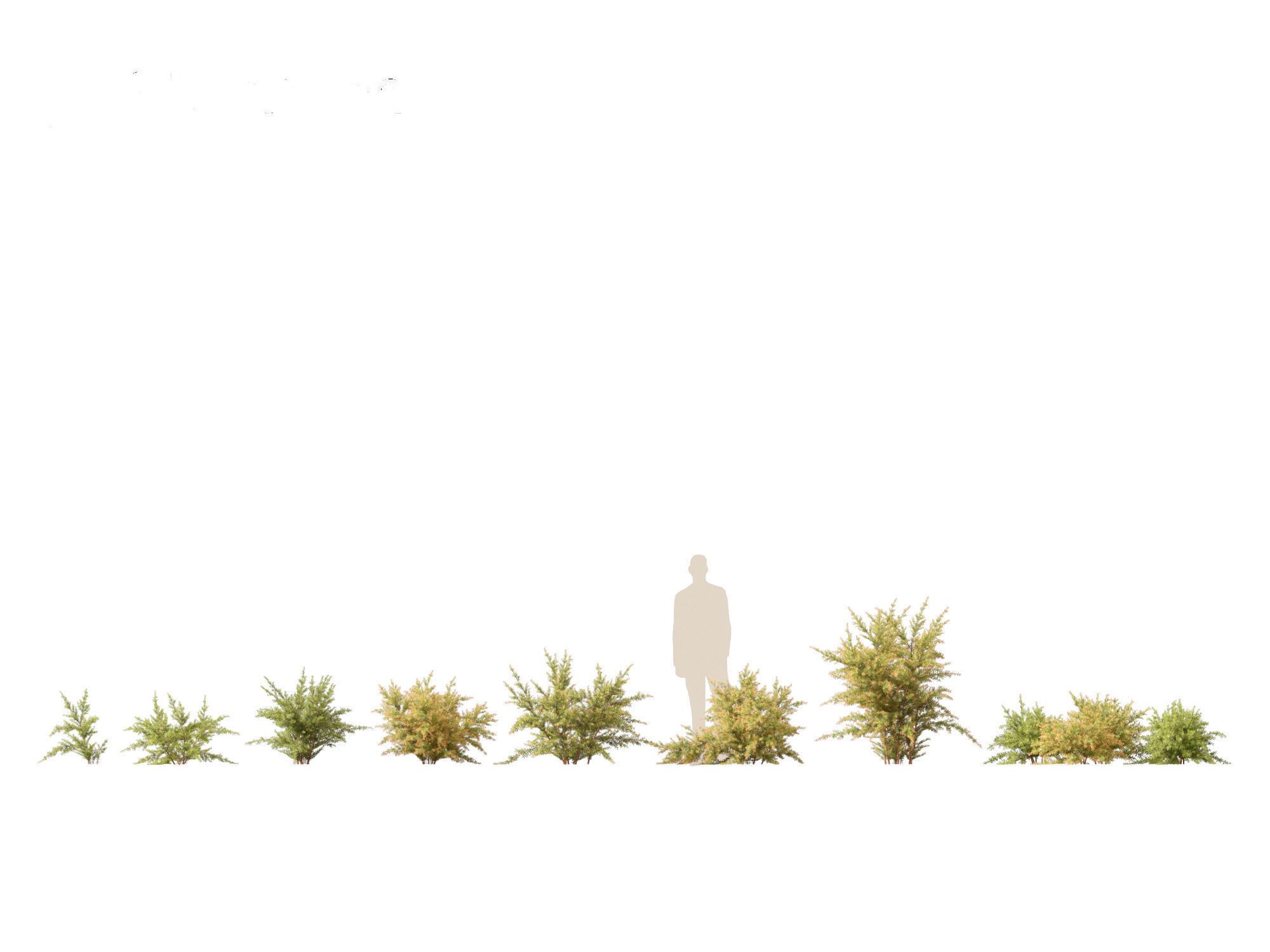 Baeckea virgata - Heath Myrtle 01 3D model_1