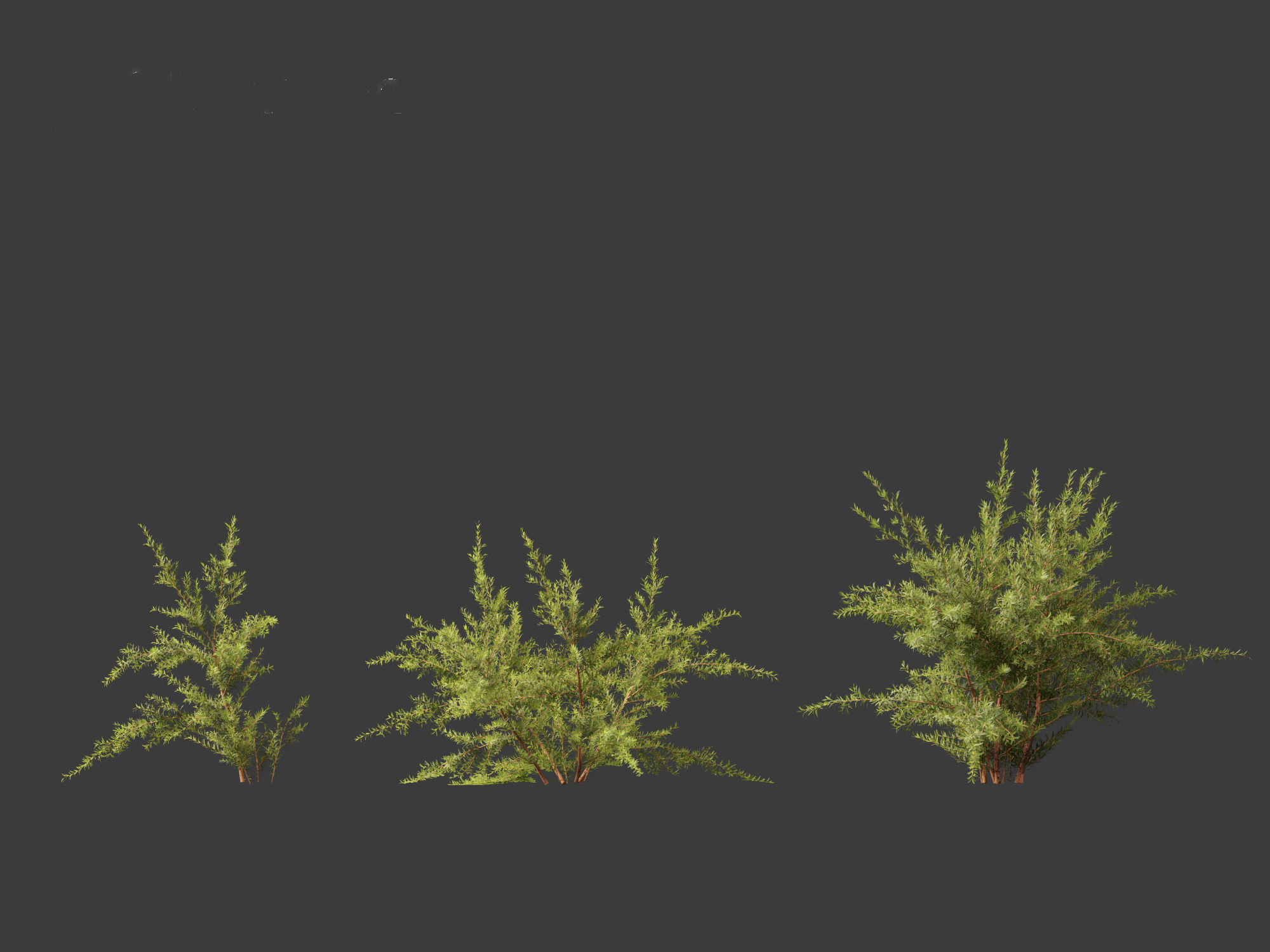 Baeckea virgata - Heath Myrtle 01 3D model_4