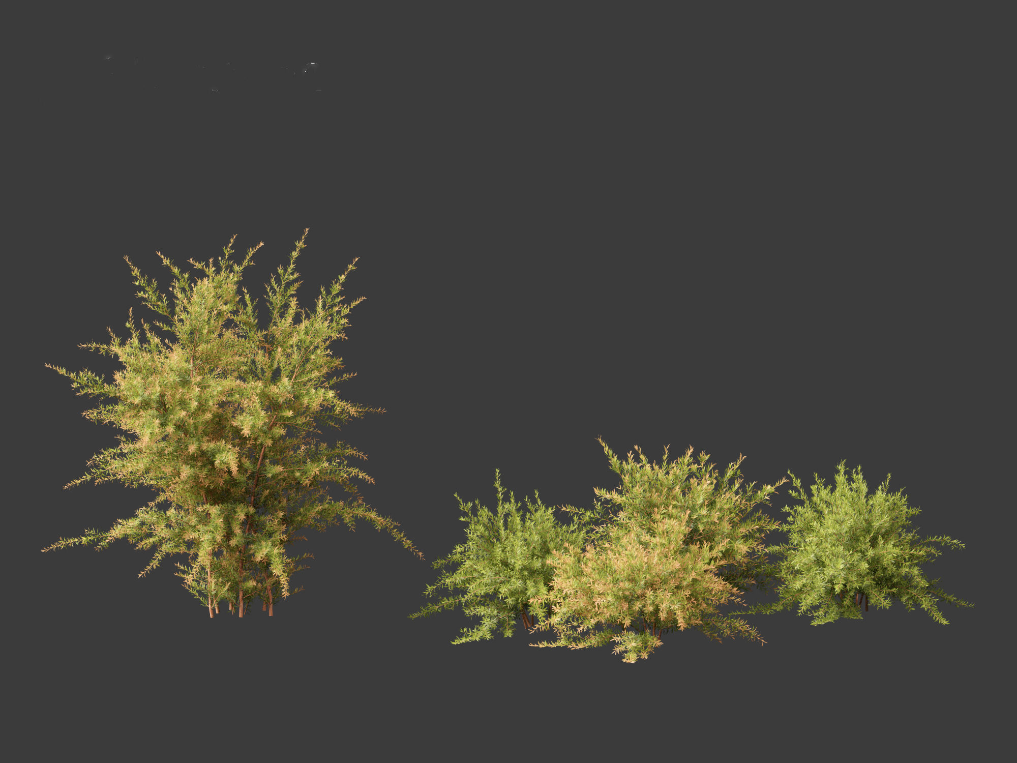 Baeckea virgata - Heath Myrtle 01 3D model_9