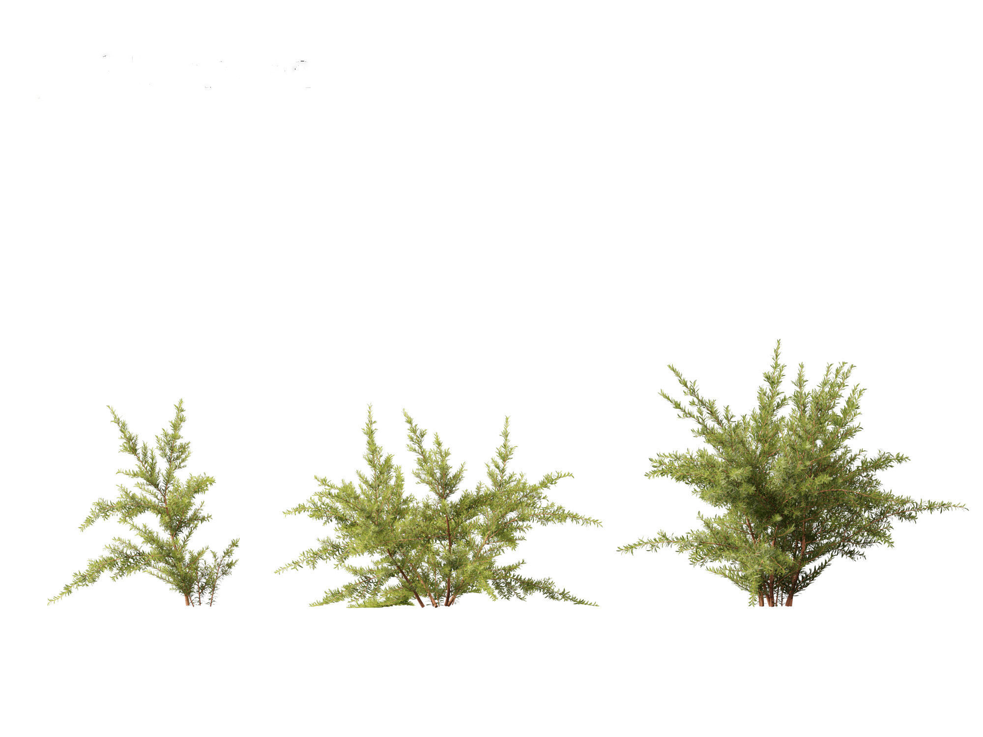 Baeckea virgata - Heath Myrtle 01 3D model_5