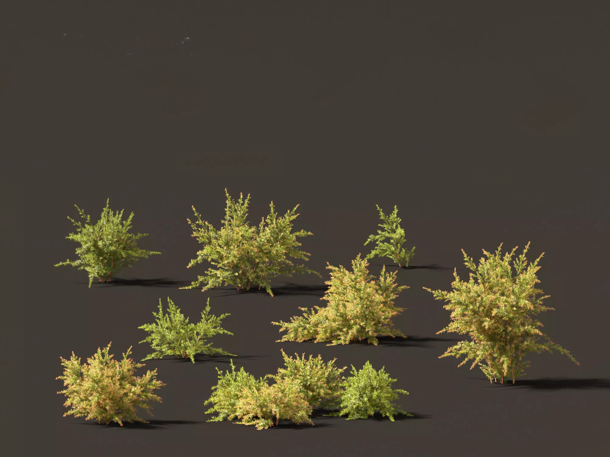 Baeckea virgata - Heath Myrtle 01 3D model_0