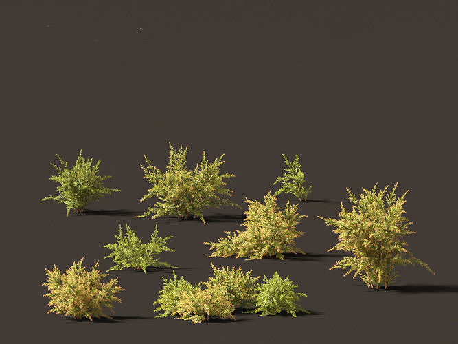 Baeckea virgata - Heath Myrtle 01 3D model