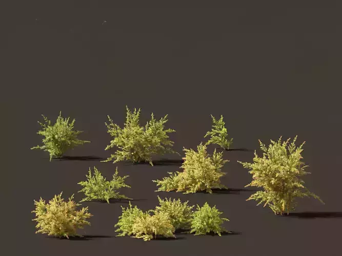 Baeckea virgata - Heath Myrtle 01