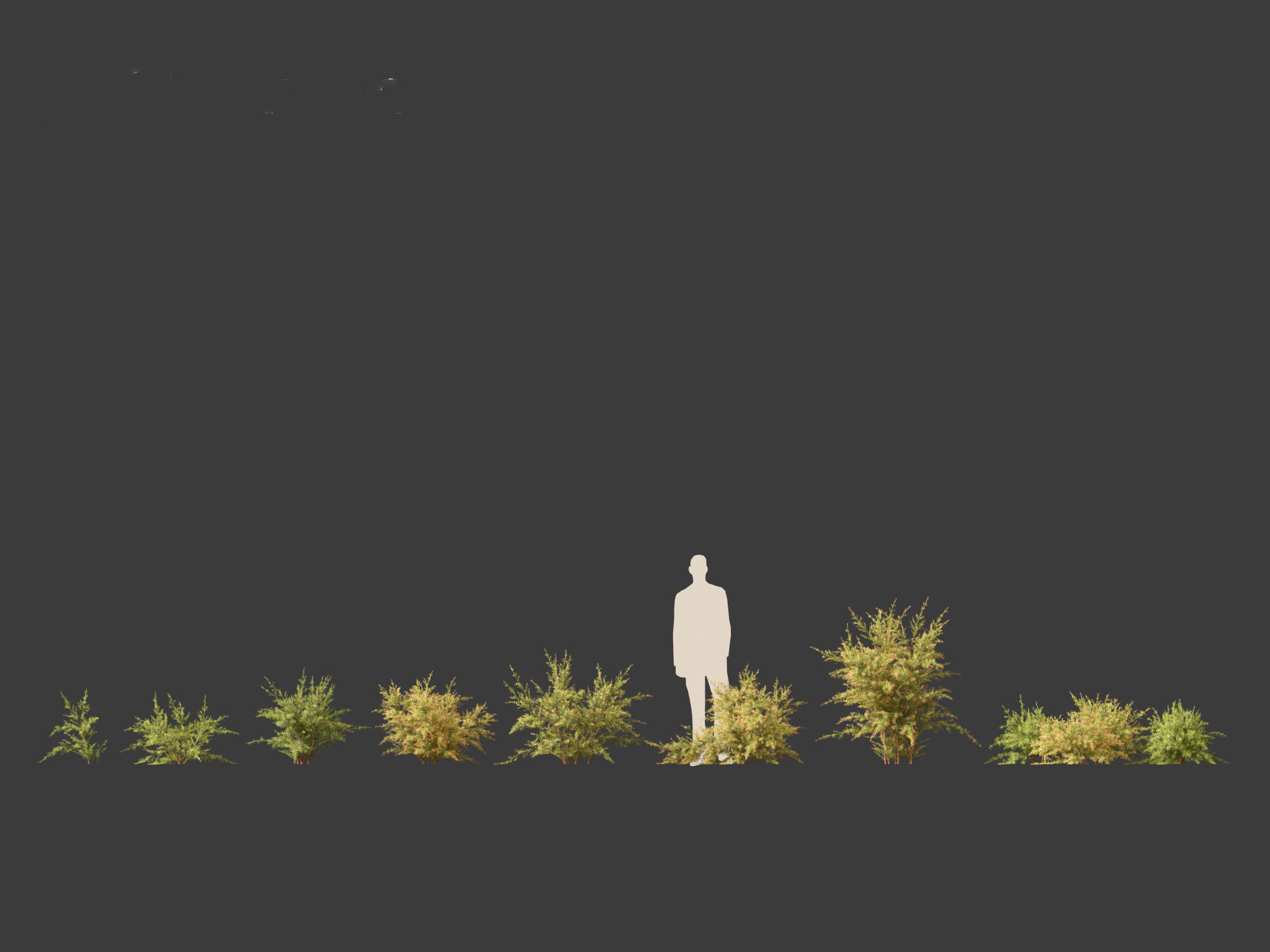 Baeckea virgata - Heath Myrtle 01 3D model_3