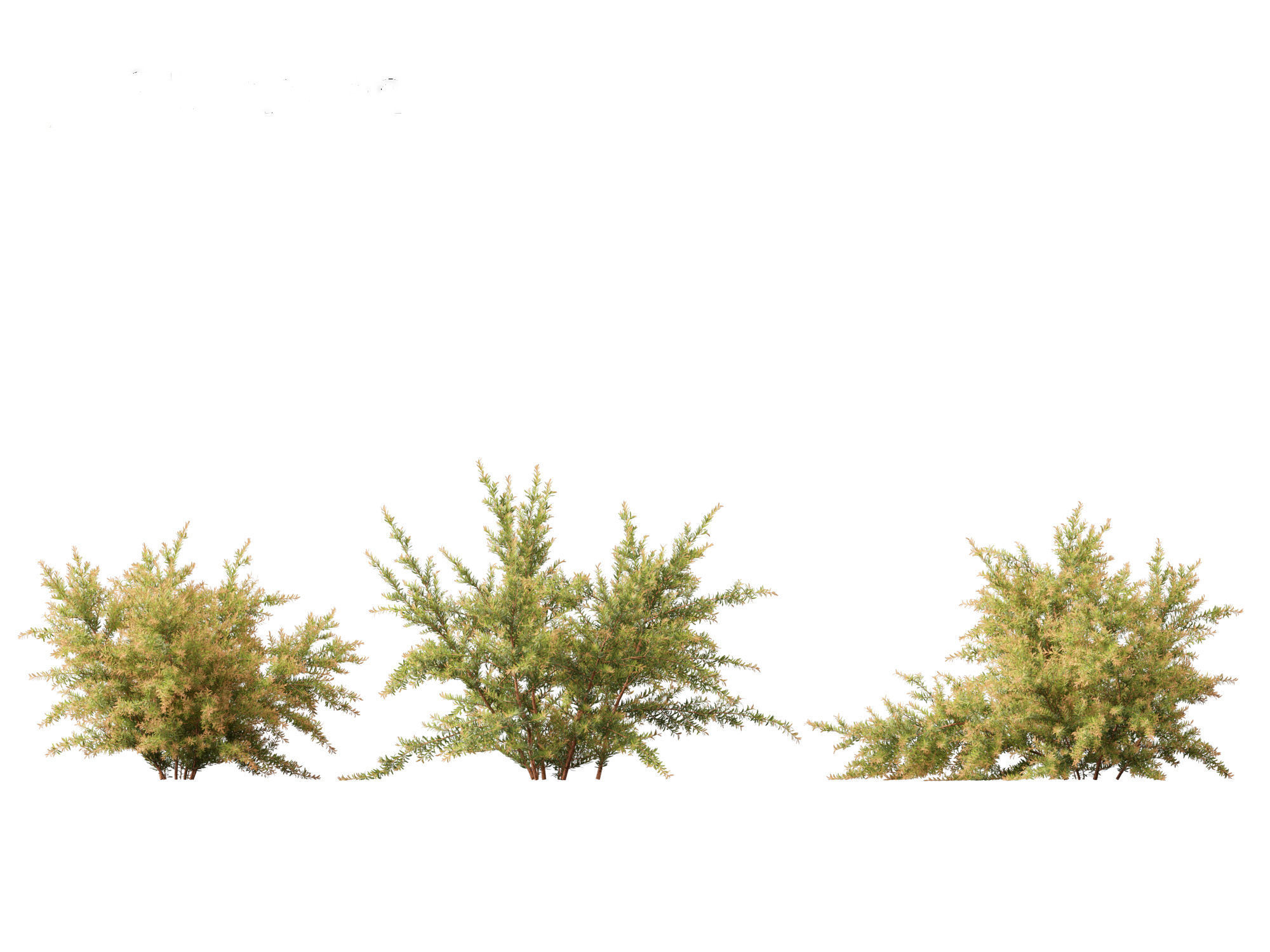 Baeckea virgata - Heath Myrtle 01 3D model_6