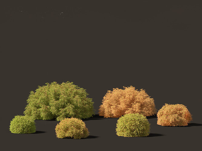Baeckea virgata - Heath Myrtle 02 3D model