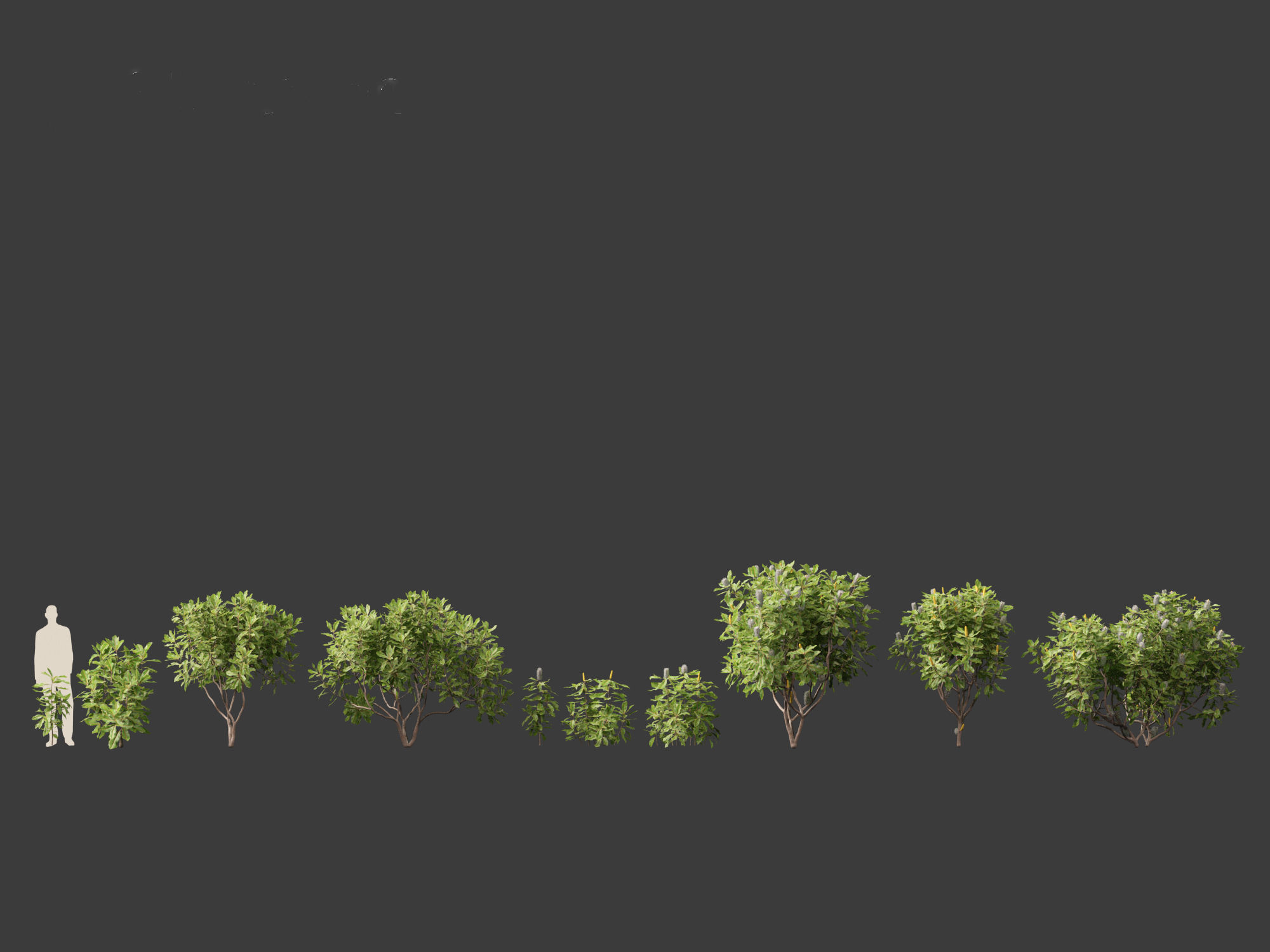 Banksia robur - Swamp Banksia 3D model_5