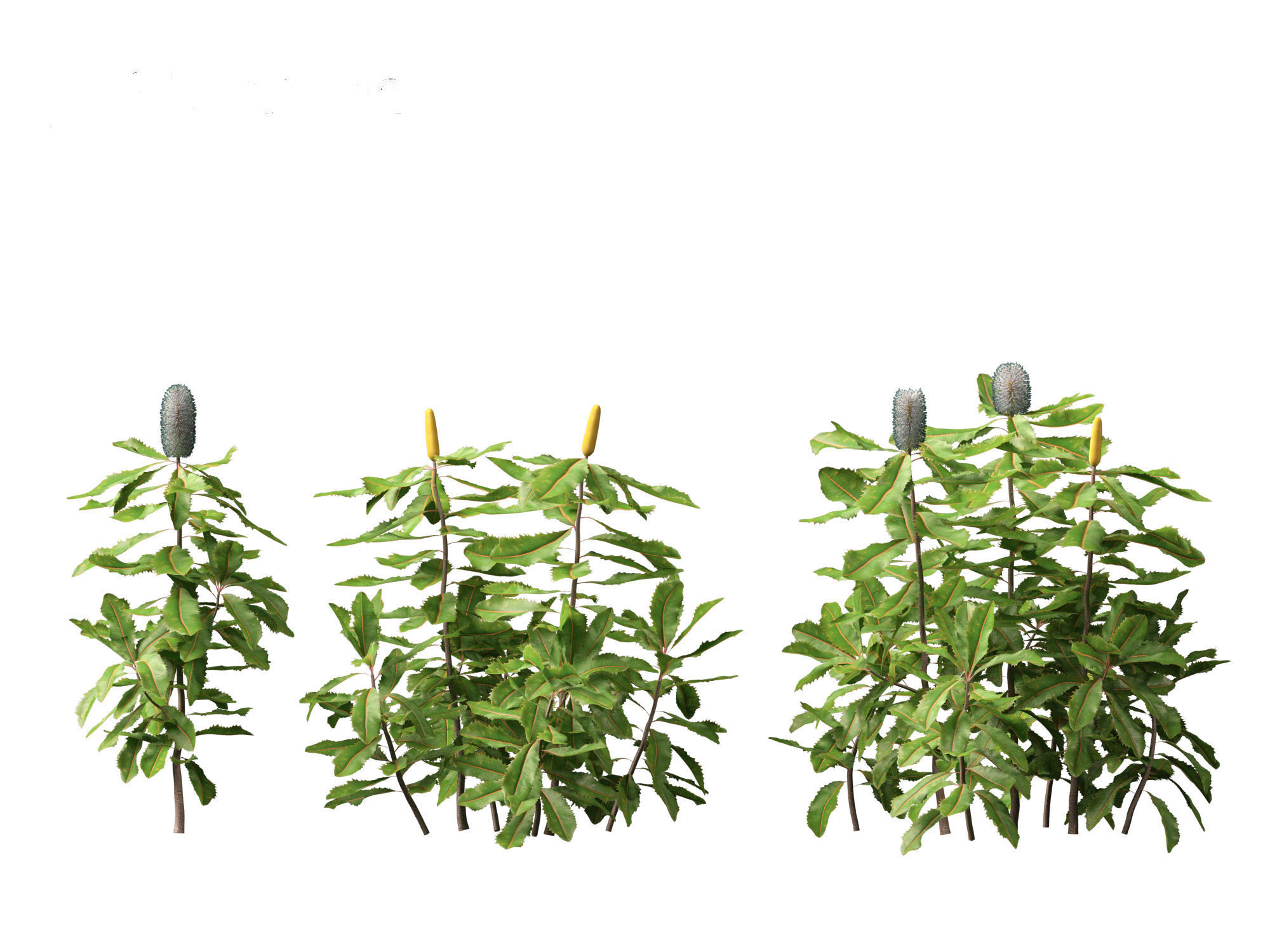 Banksia robur - Swamp Banksia 3D model_11