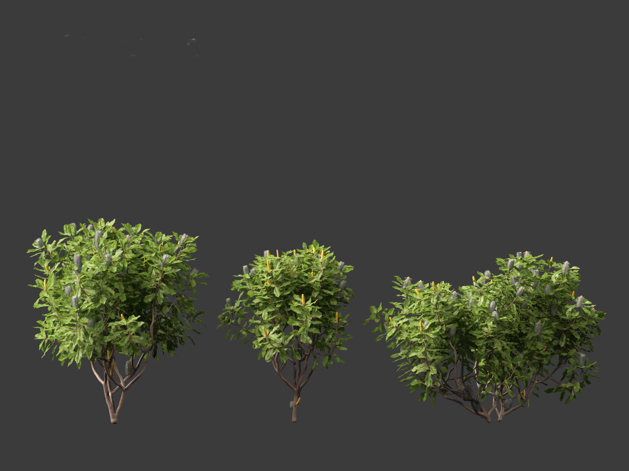 Banksia robur - Swamp Banksia 3D model_2