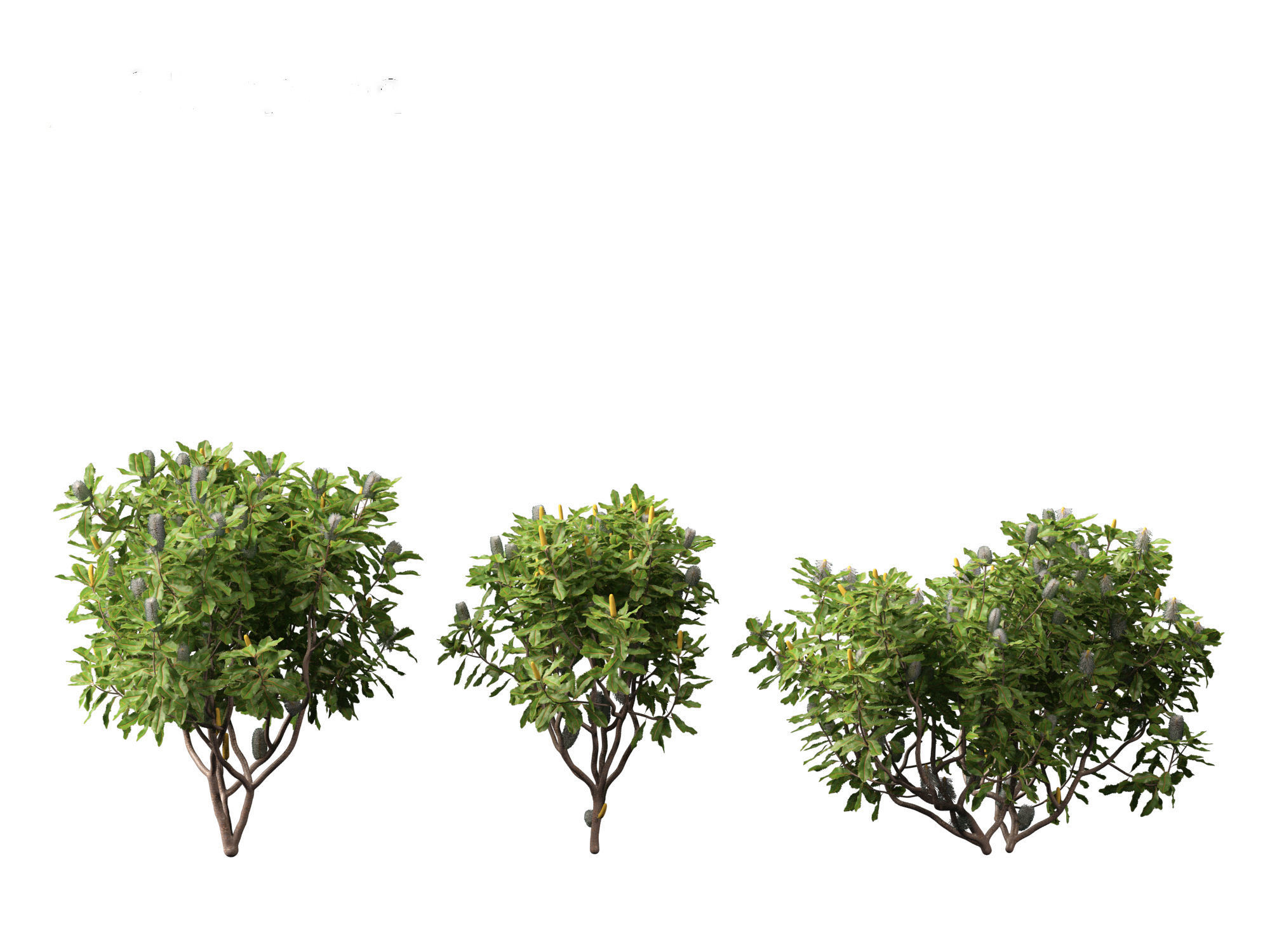Banksia robur - Swamp Banksia 3D model_12