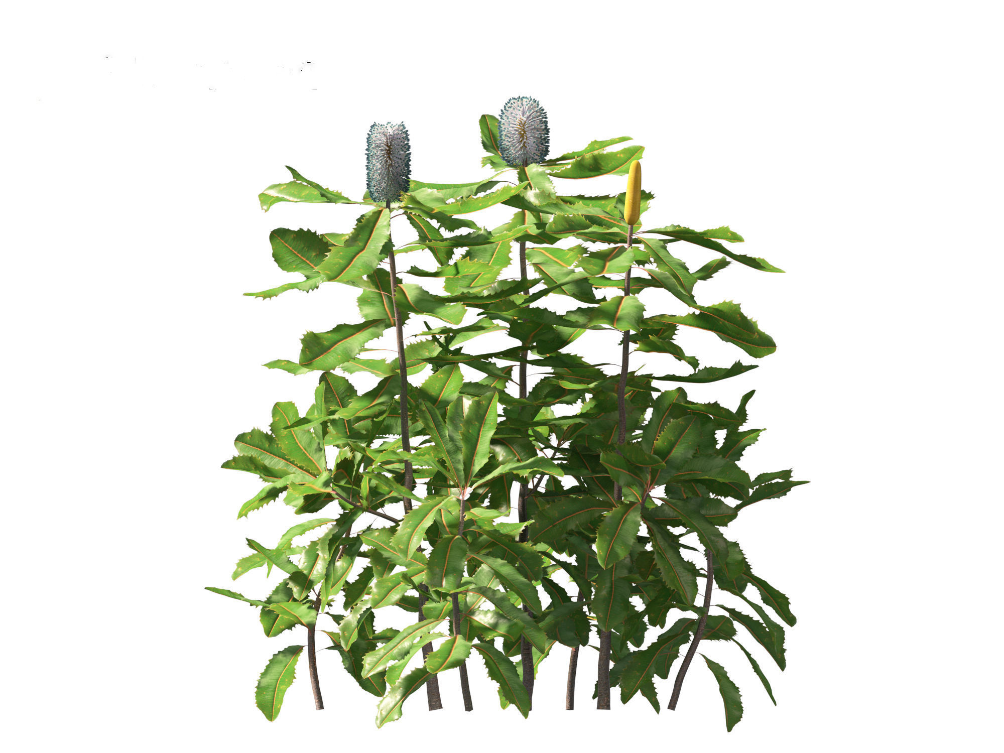 Banksia robur - Swamp Banksia 3D model_9