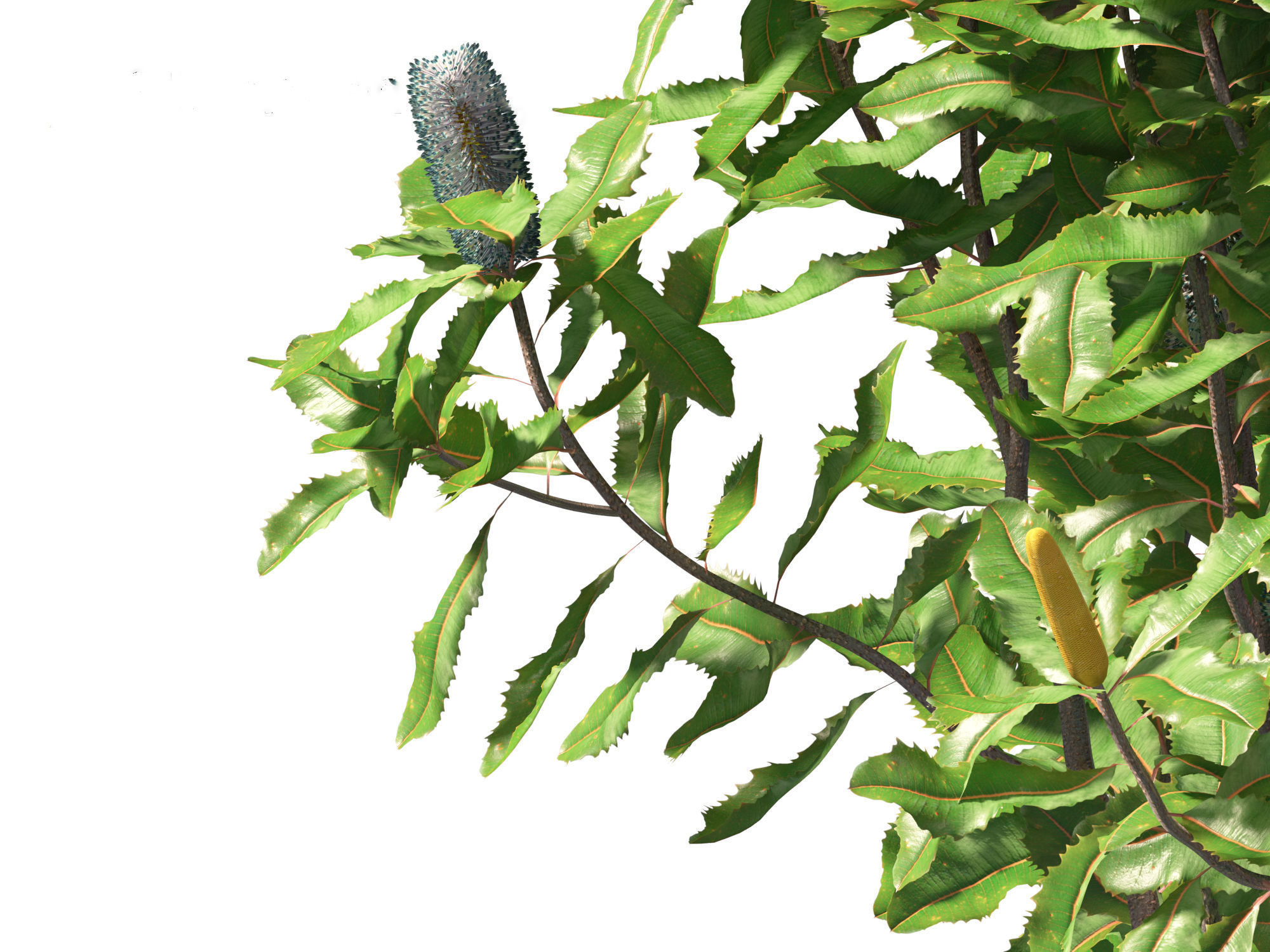 Banksia robur - Swamp Banksia 3D model_3