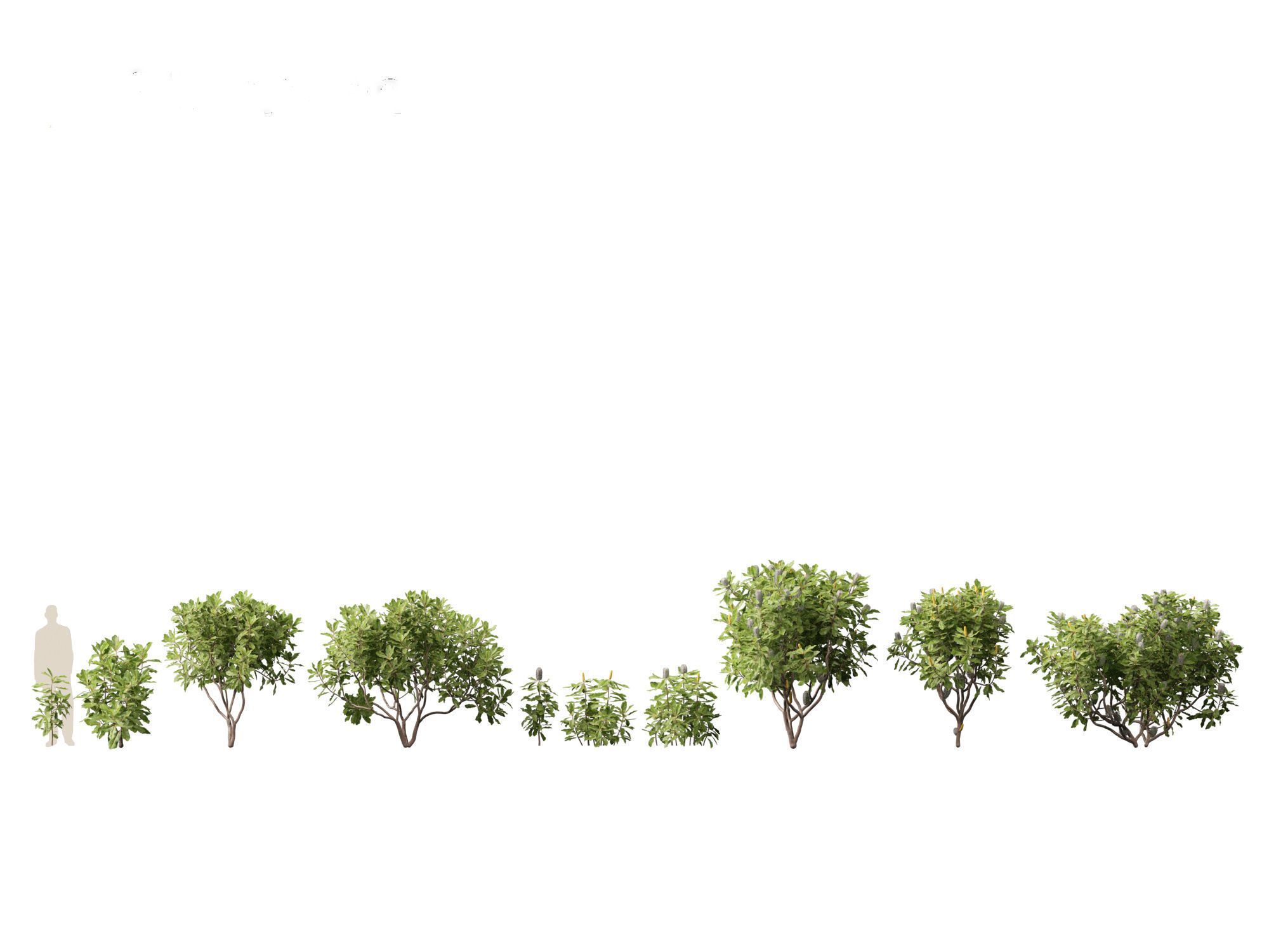 Banksia robur - Swamp Banksia 3D model_1