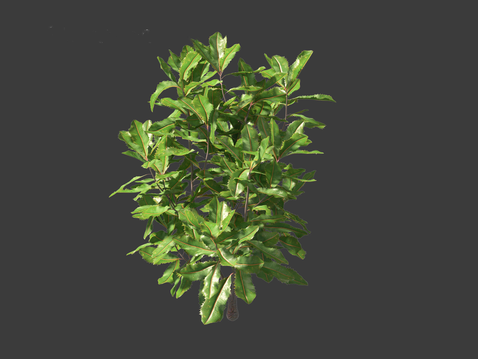 Banksia robur - Swamp Banksia 3D model_7