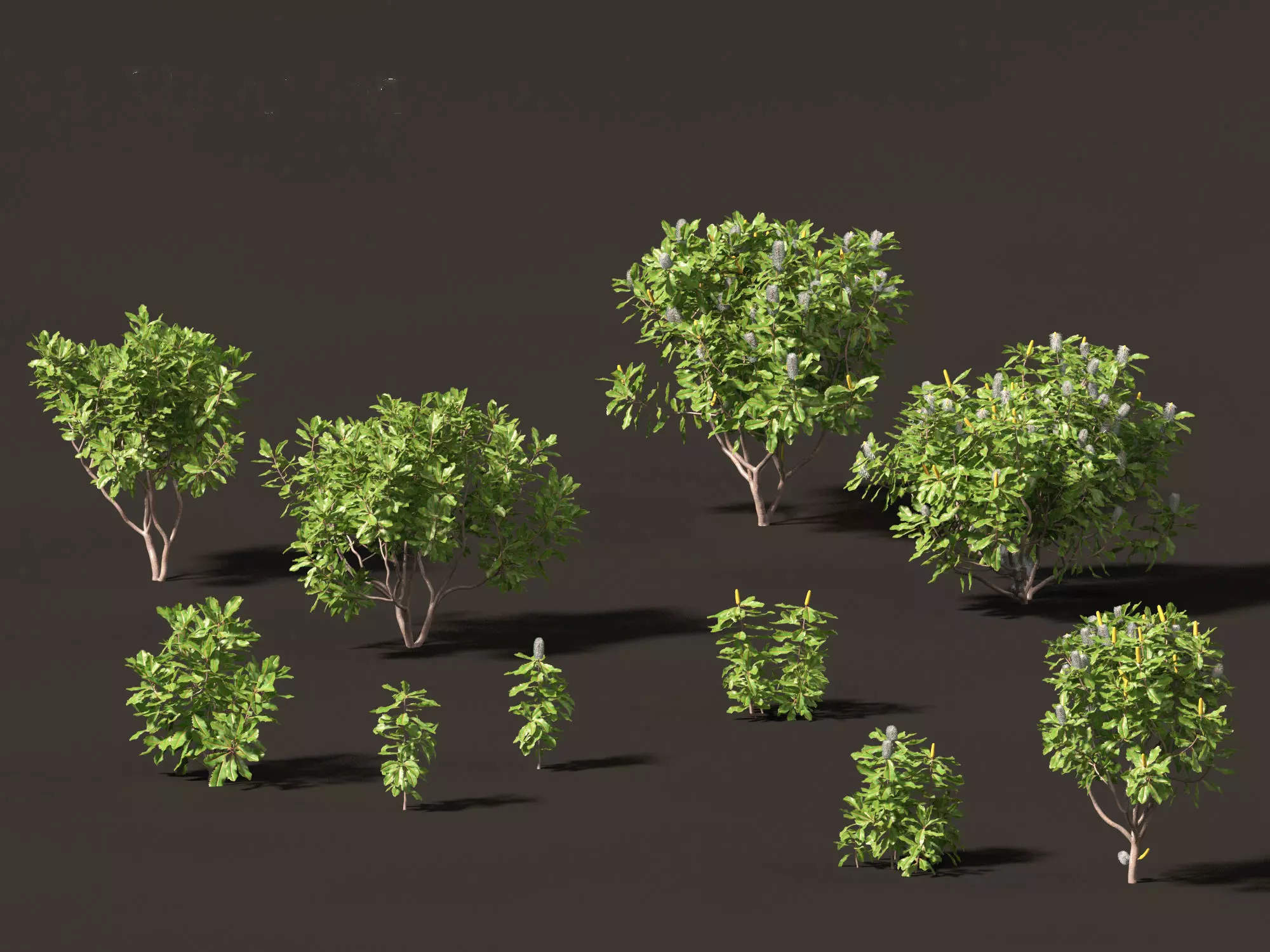 Banksia robur - Swamp Banksia 3D model_0