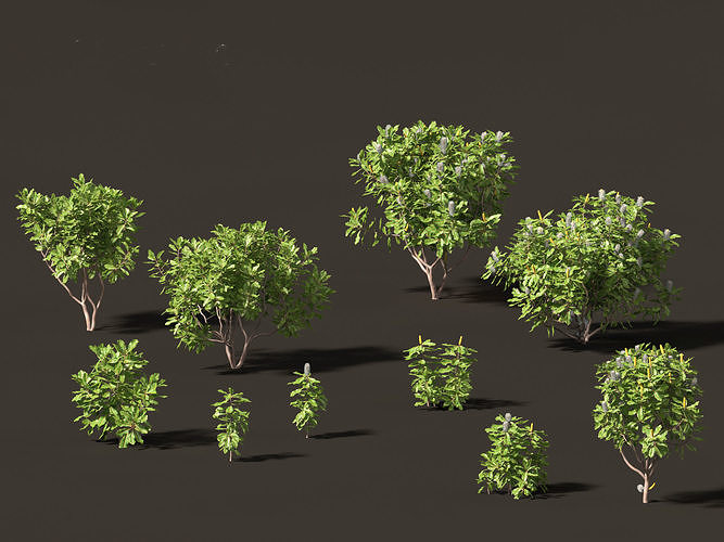 Banksia robur - Swamp Banksia 3D model