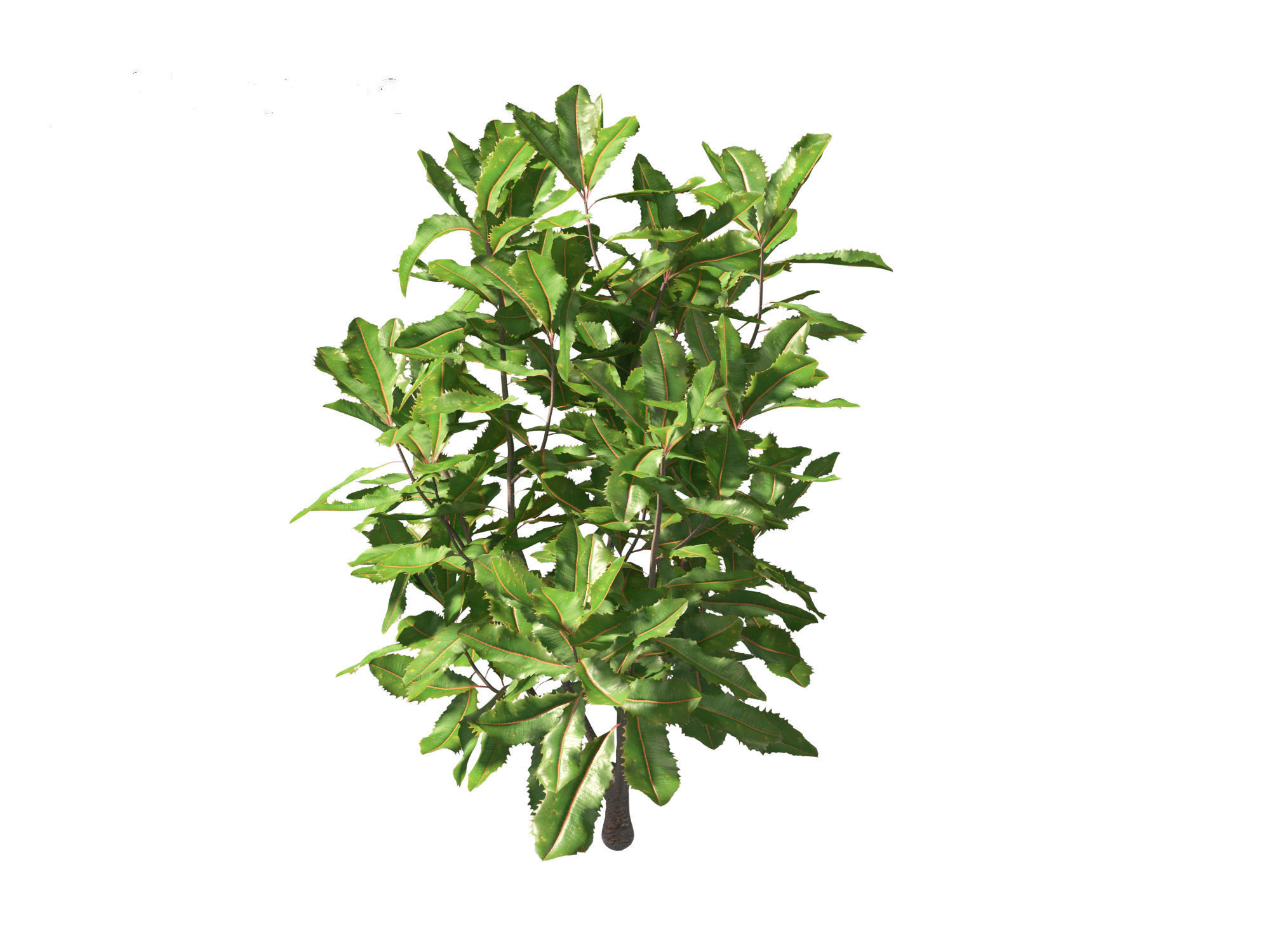 Banksia robur - Swamp Banksia 3D model_6