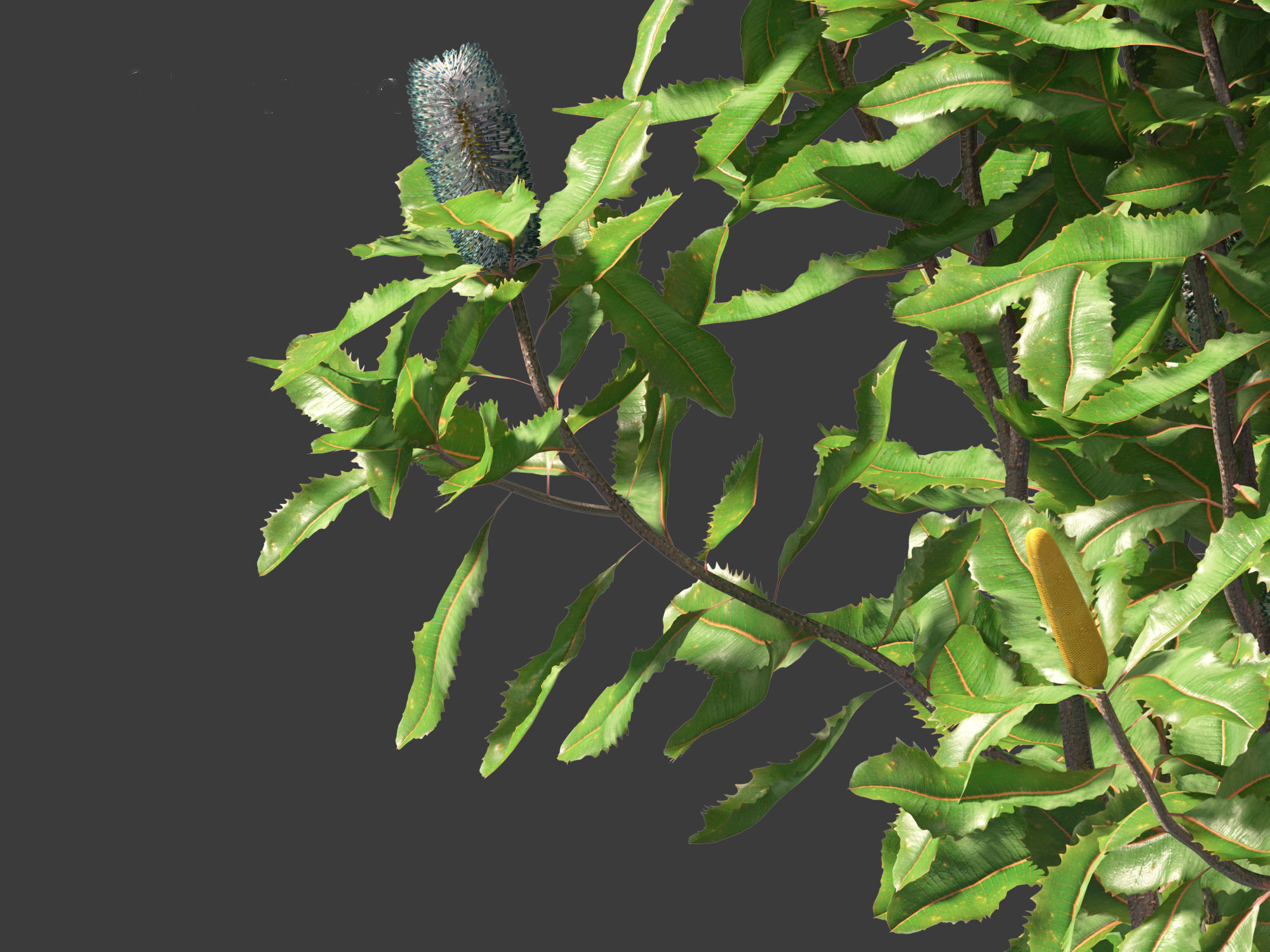 Banksia robur - Swamp Banksia 3D model_4