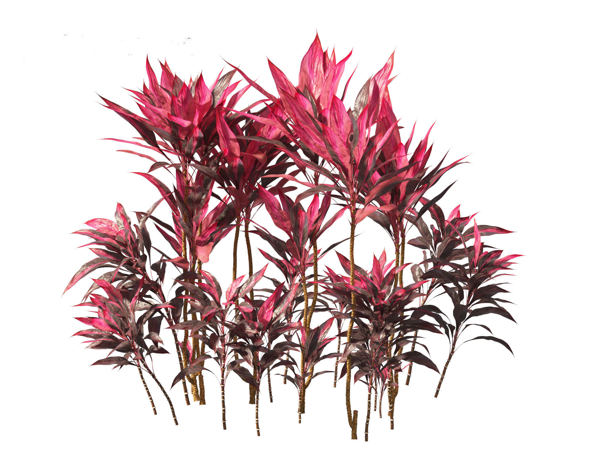 Cordyline rubra - palm lily 01 3D model_13