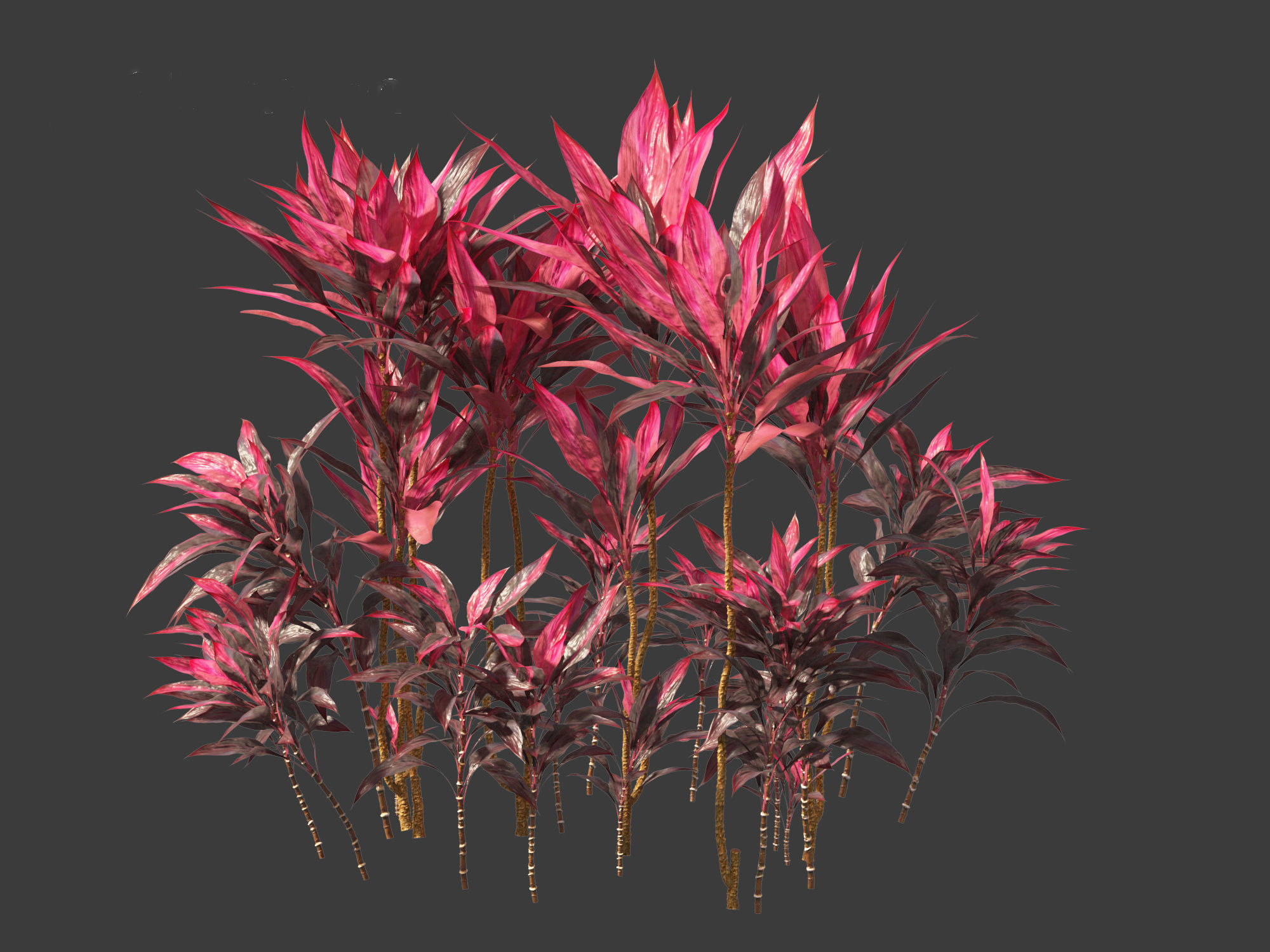 Cordyline rubra - palm lily 01 3D model_12