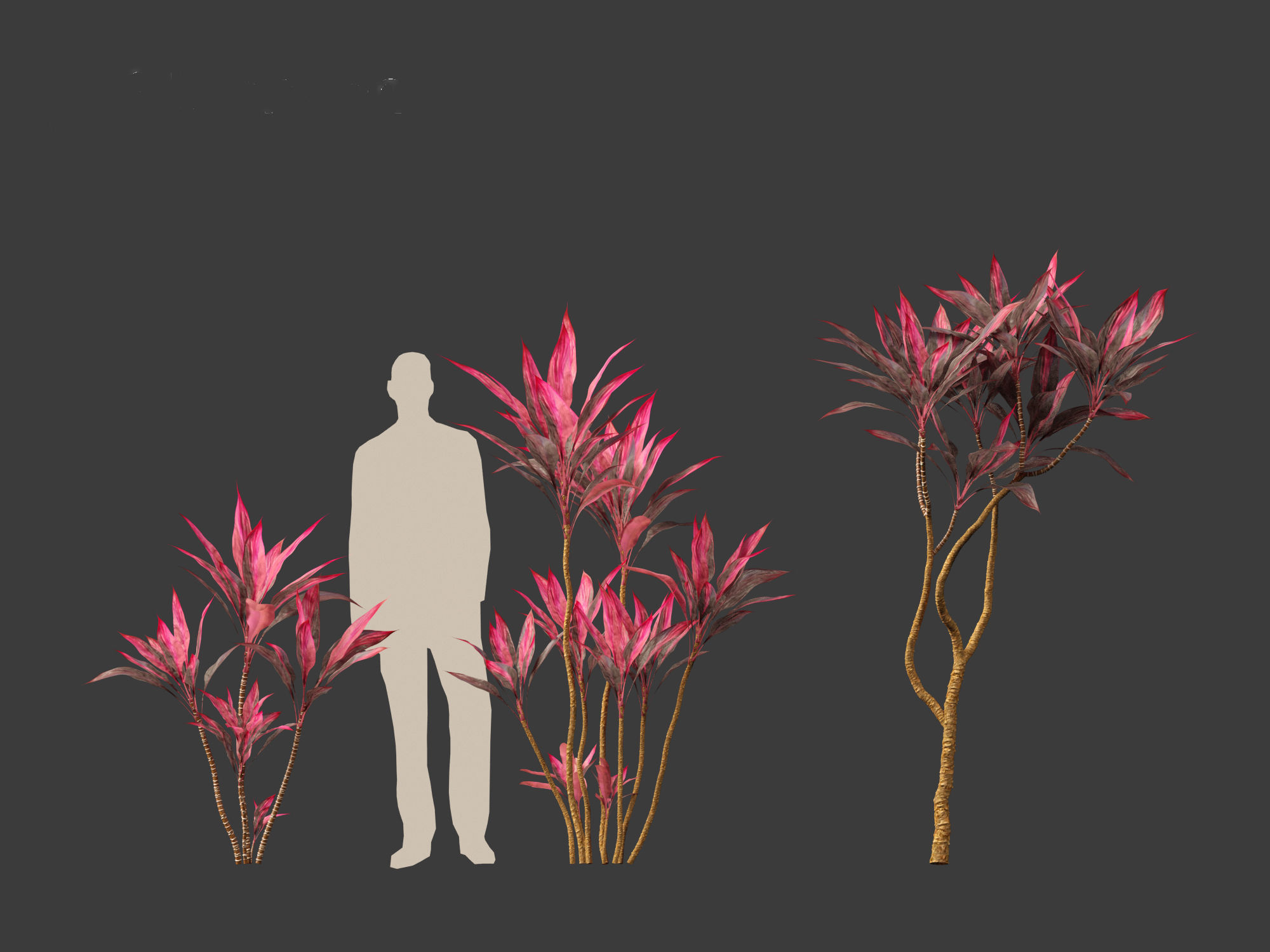 Cordyline rubra - palm lily 01 3D model_11