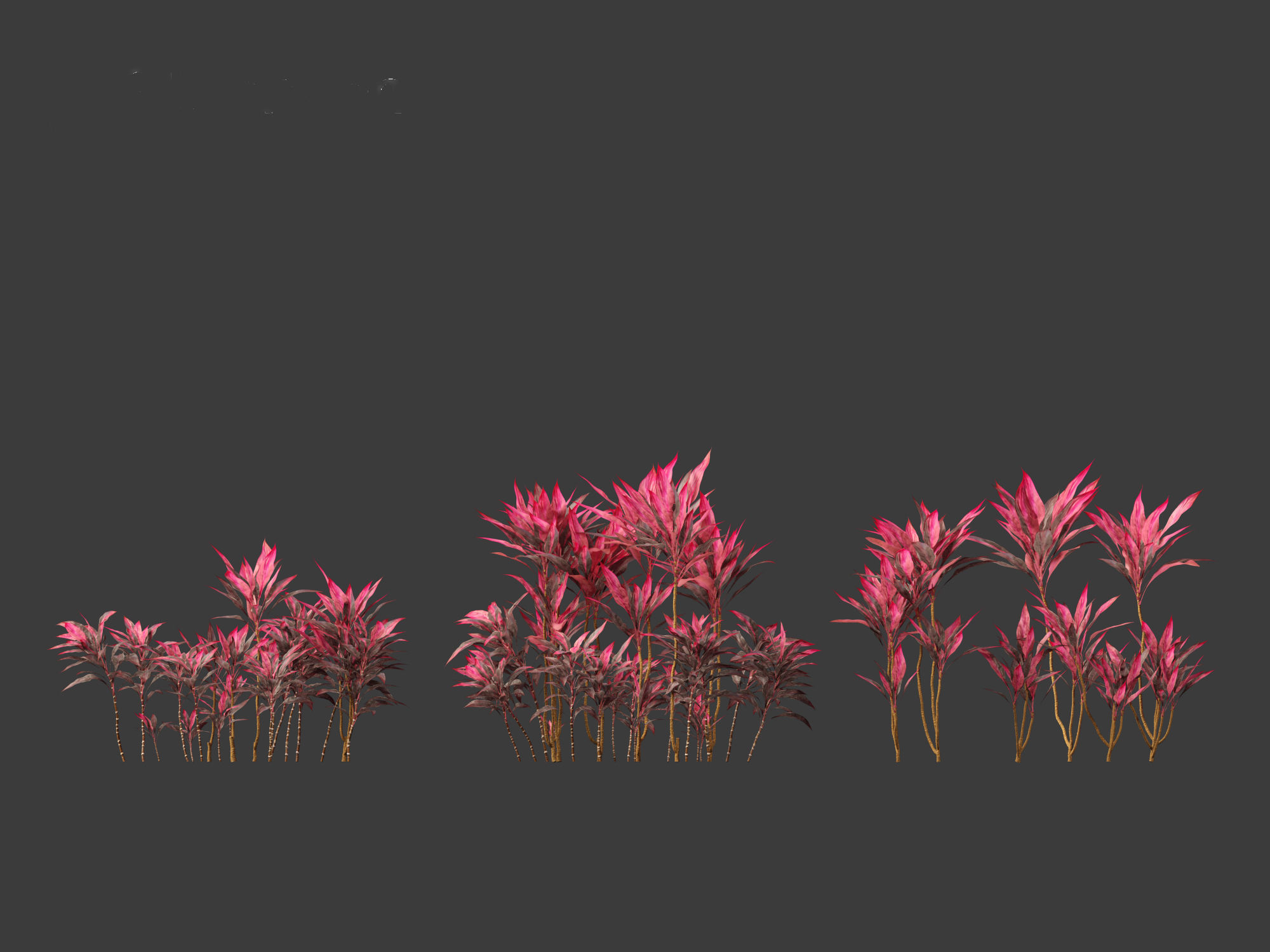 Cordyline rubra - palm lily 01 3D model_3
