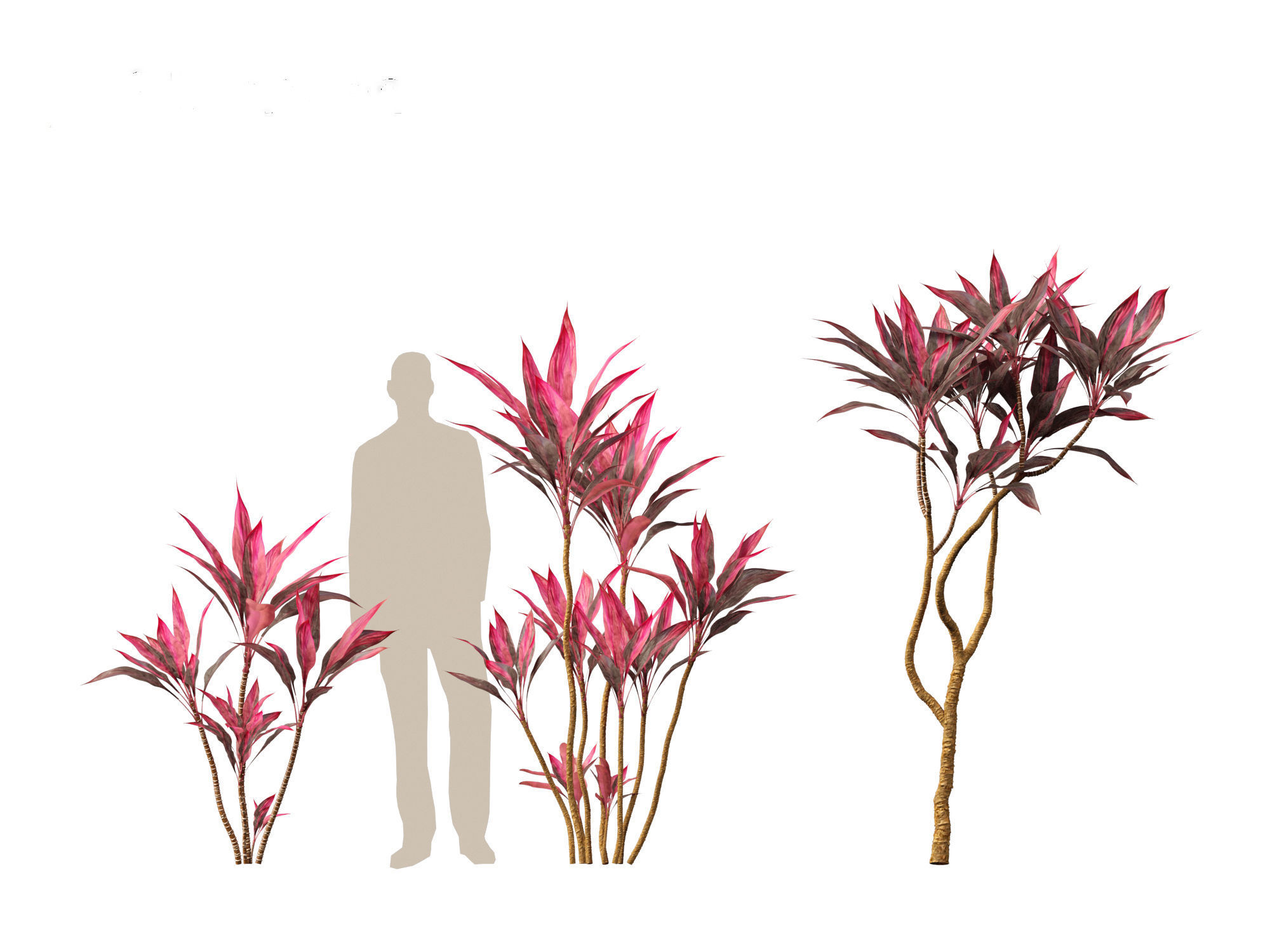 Cordyline rubra - palm lily 01 3D model_10