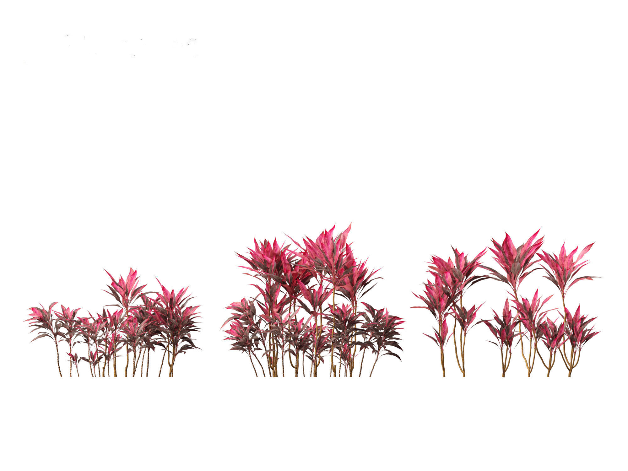 Cordyline rubra - palm lily 01 3D model_2