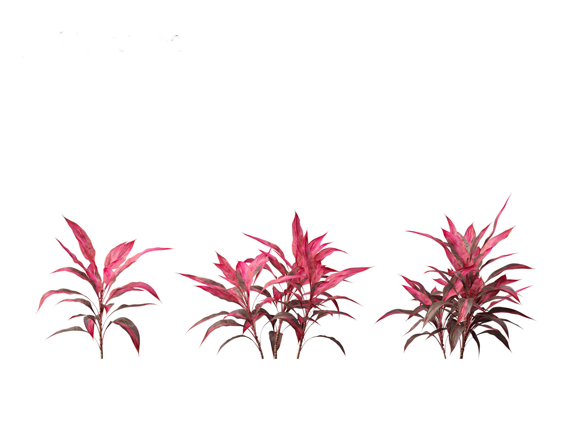 Cordyline rubra - palm lily 01 3D model_9