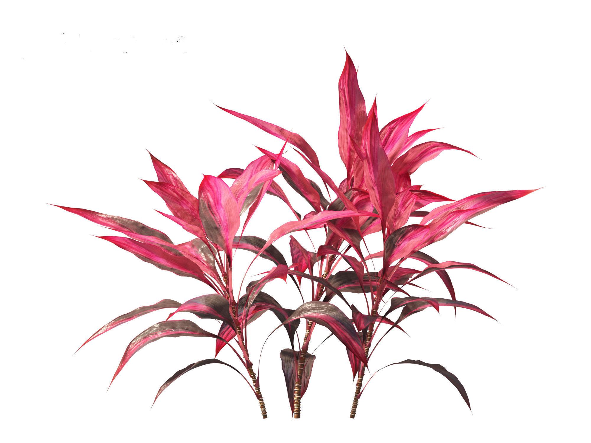 Cordyline rubra - palm lily 01 3D model_5