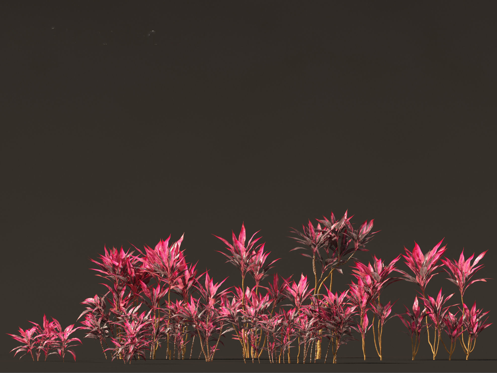 Cordyline rubra - palm lily 01 3D model_6