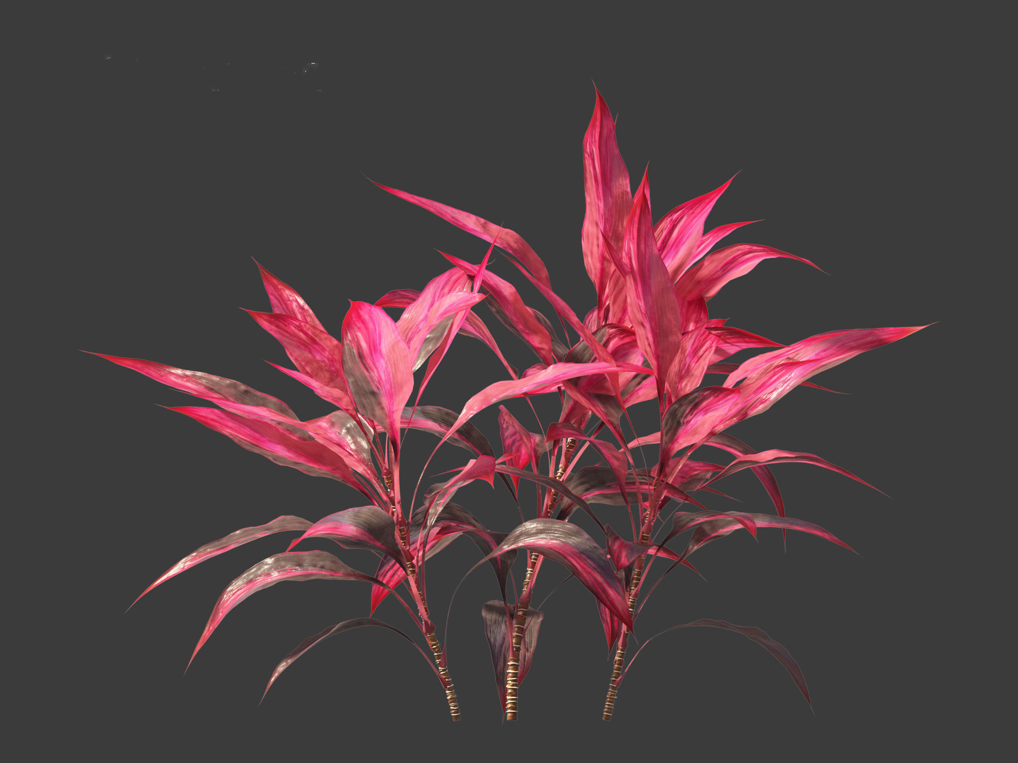 Cordyline rubra - palm lily 01 3D model_4