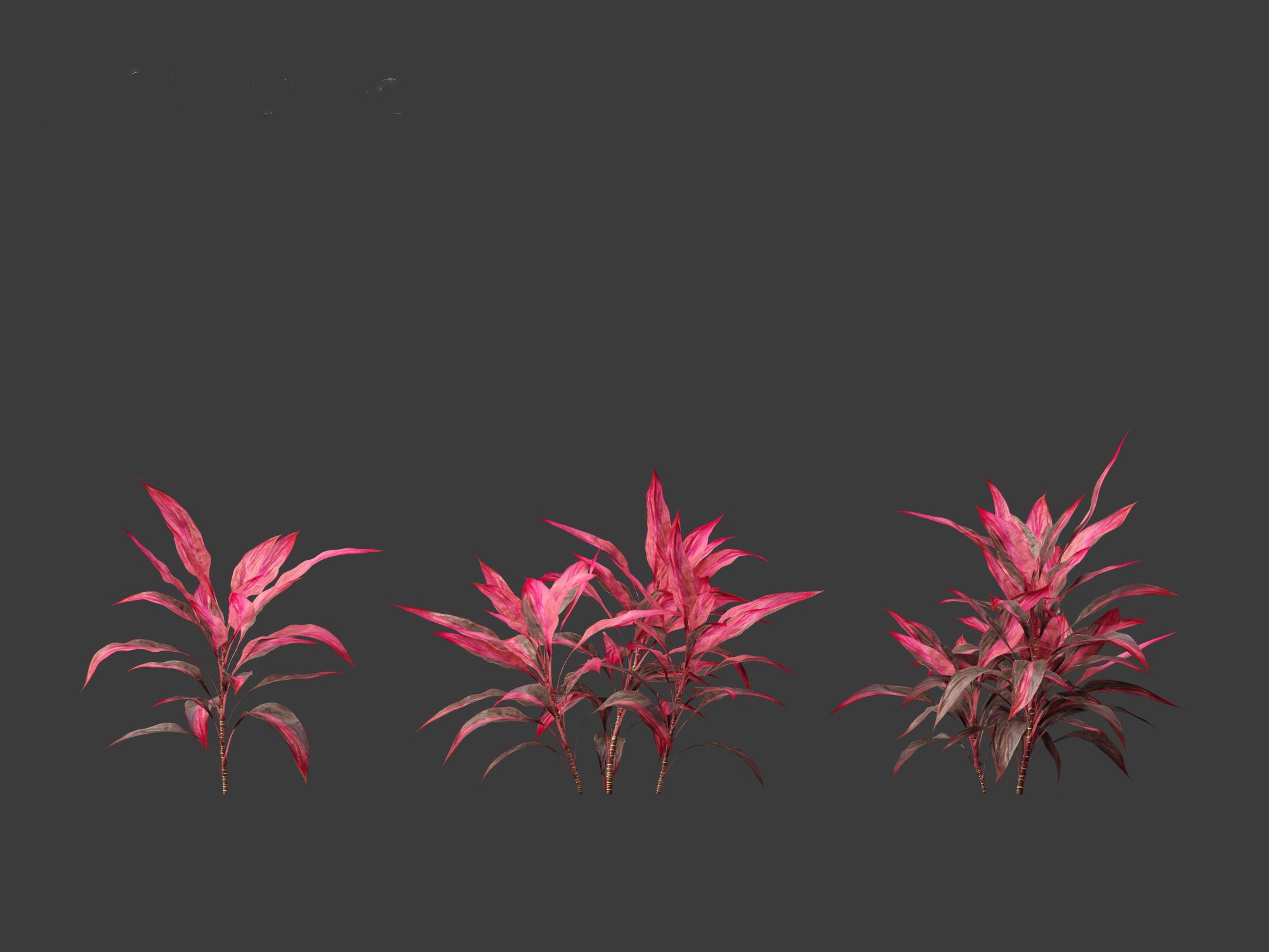 Cordyline rubra - palm lily 01 3D model_8