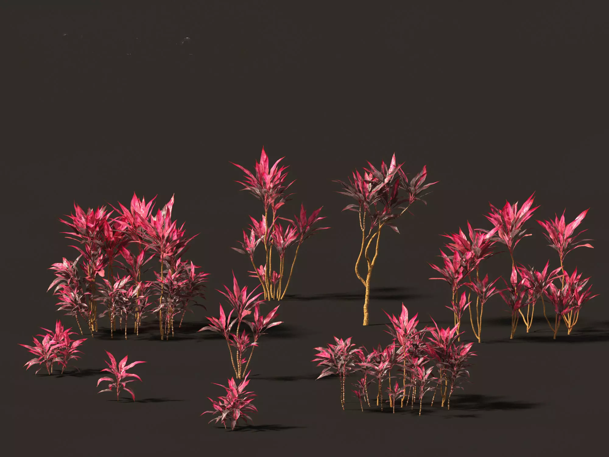 Cordyline rubra - palm lily 01 3D model_0