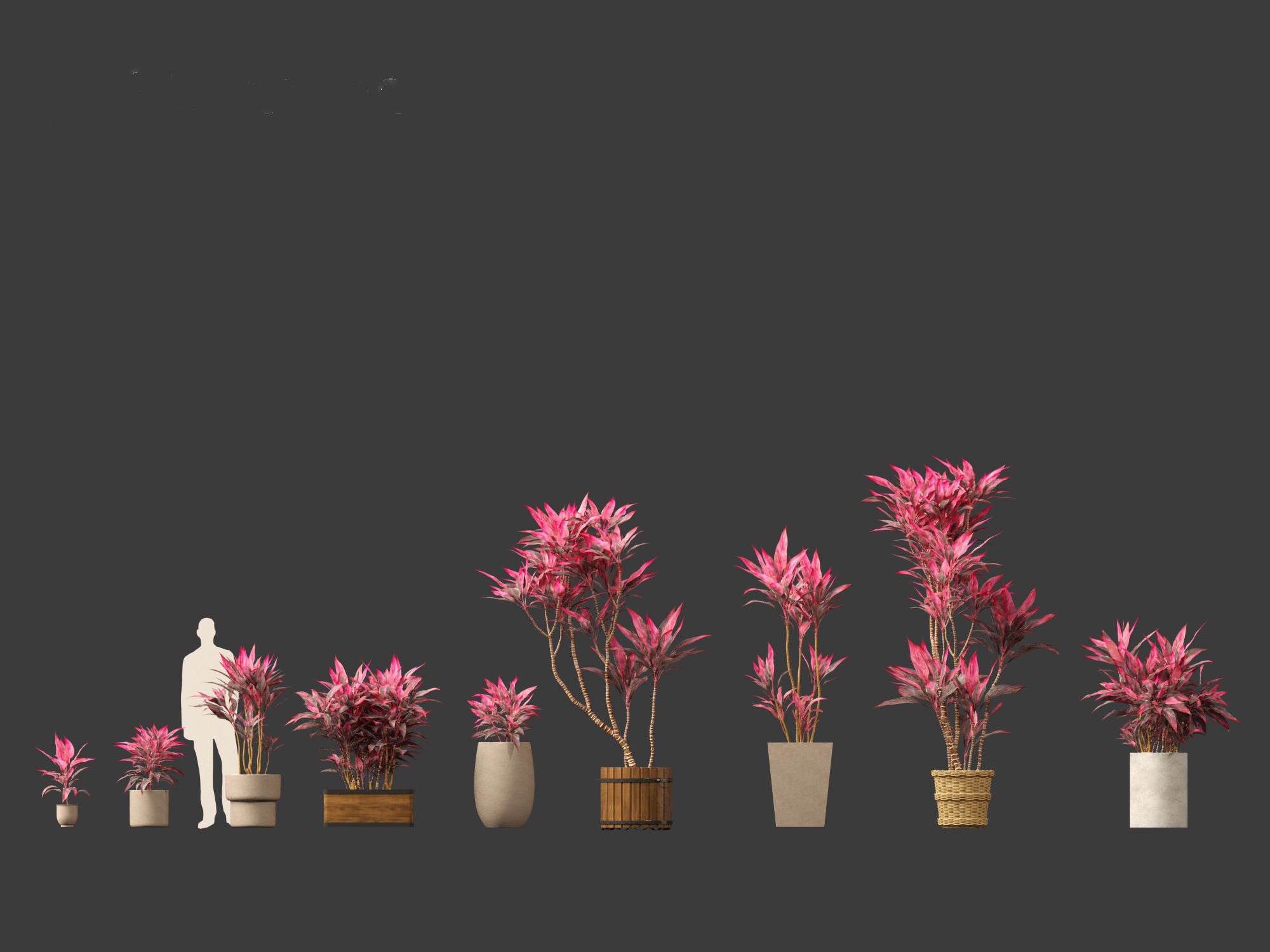 Cordyline rubra - palm lily 02 3D model_4