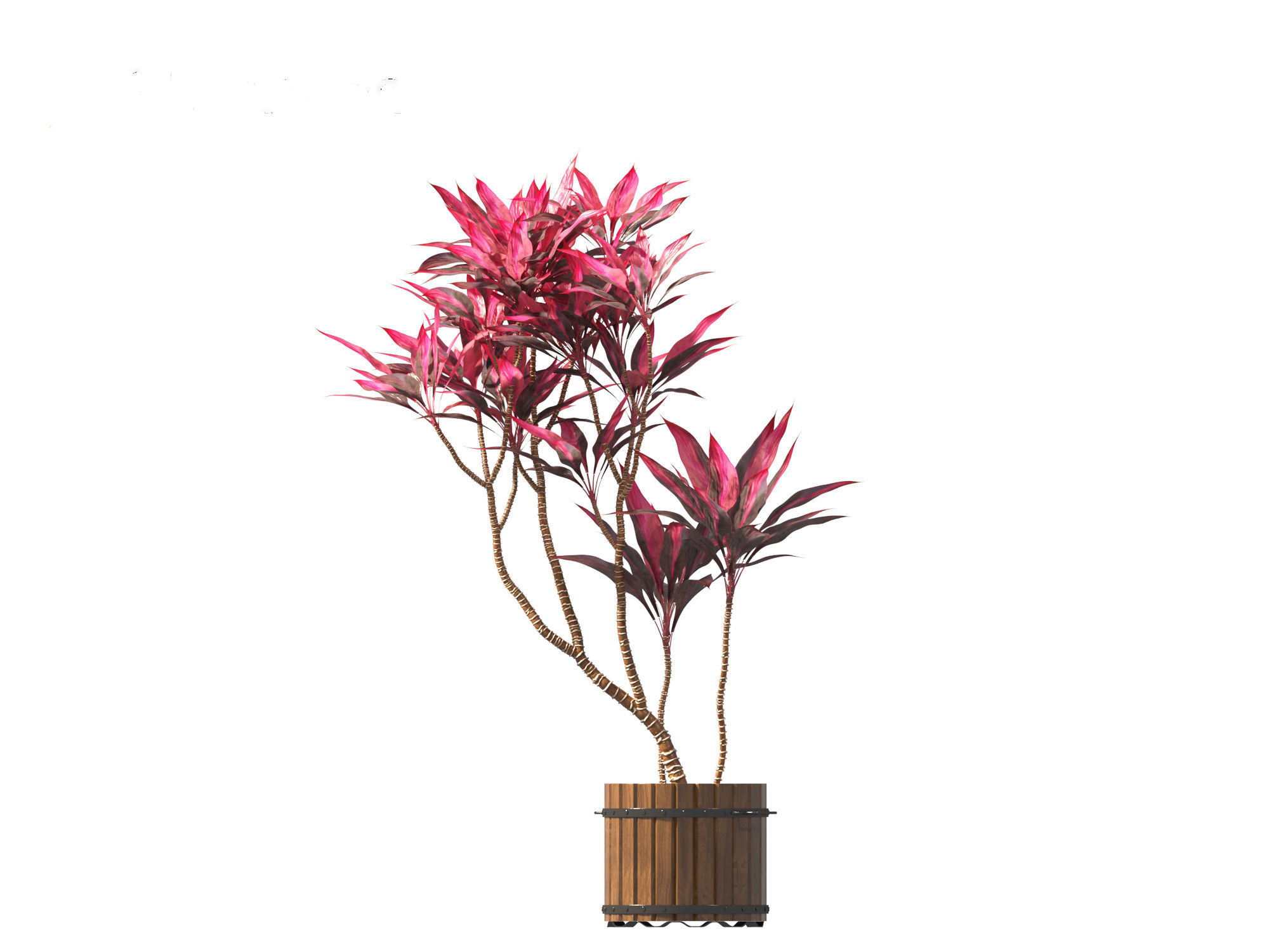 Cordyline rubra - palm lily 02 3D model_9