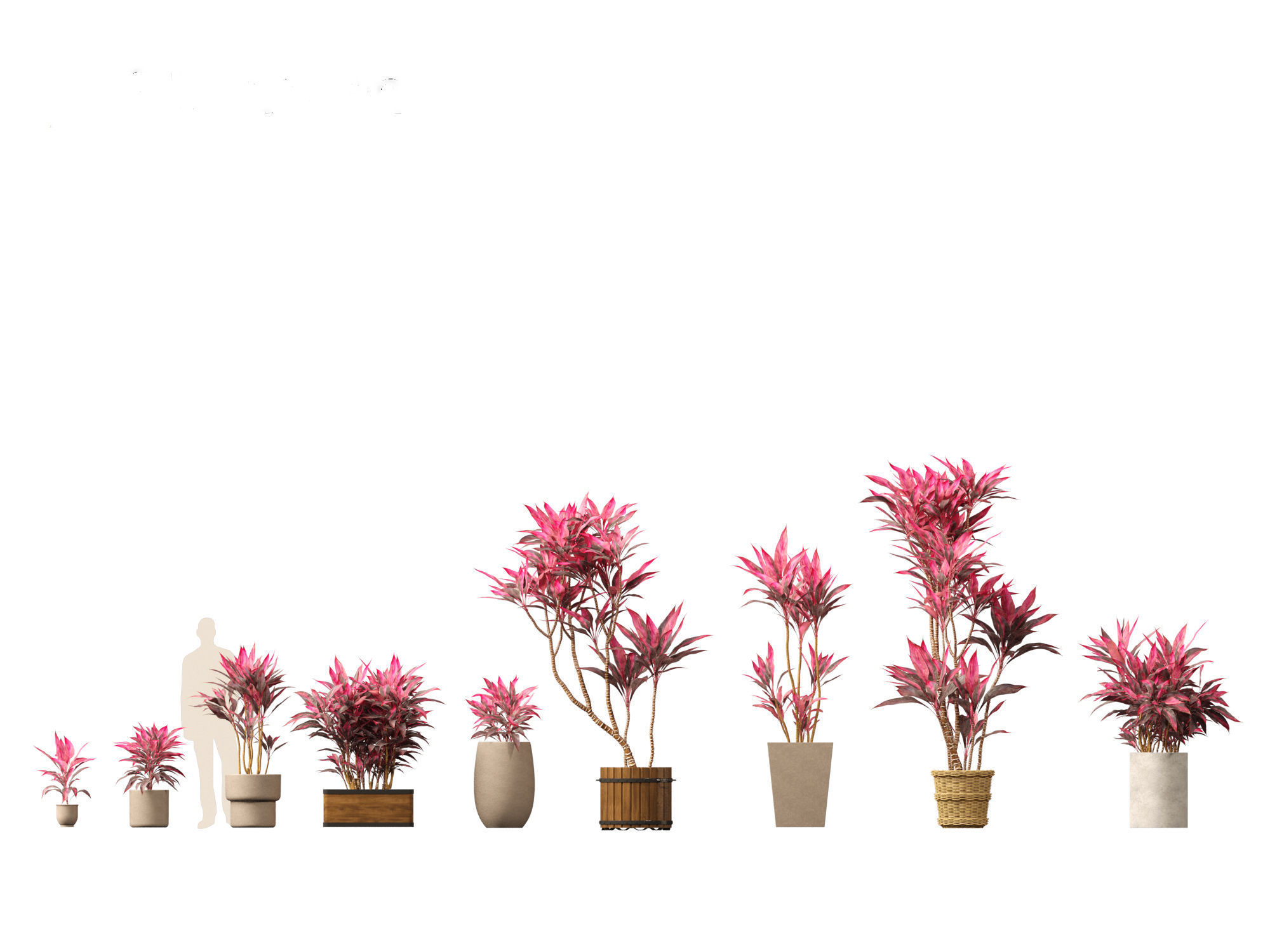 Cordyline rubra - palm lily 02 3D model_1