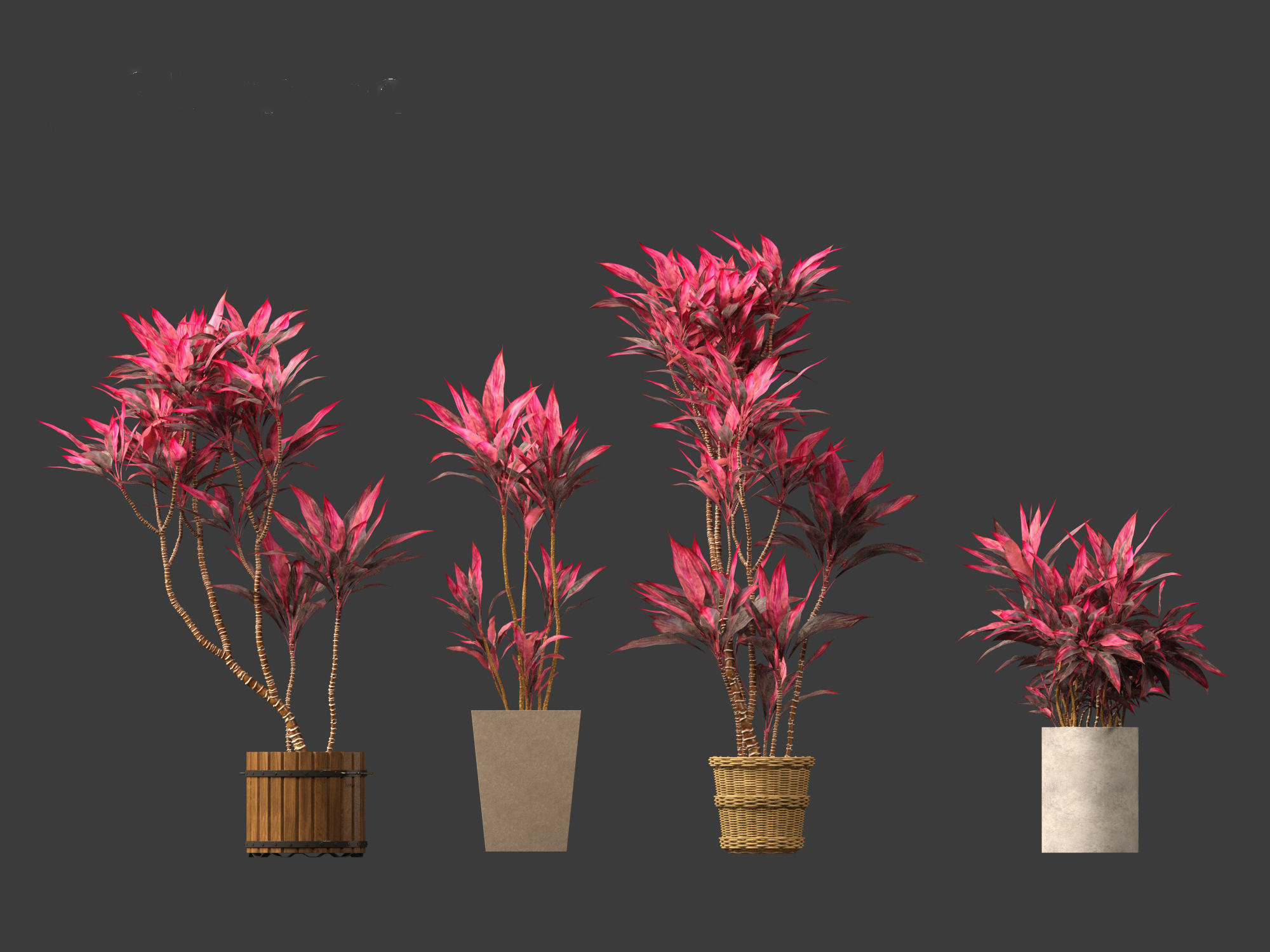 Cordyline rubra - palm lily 02 3D model_7