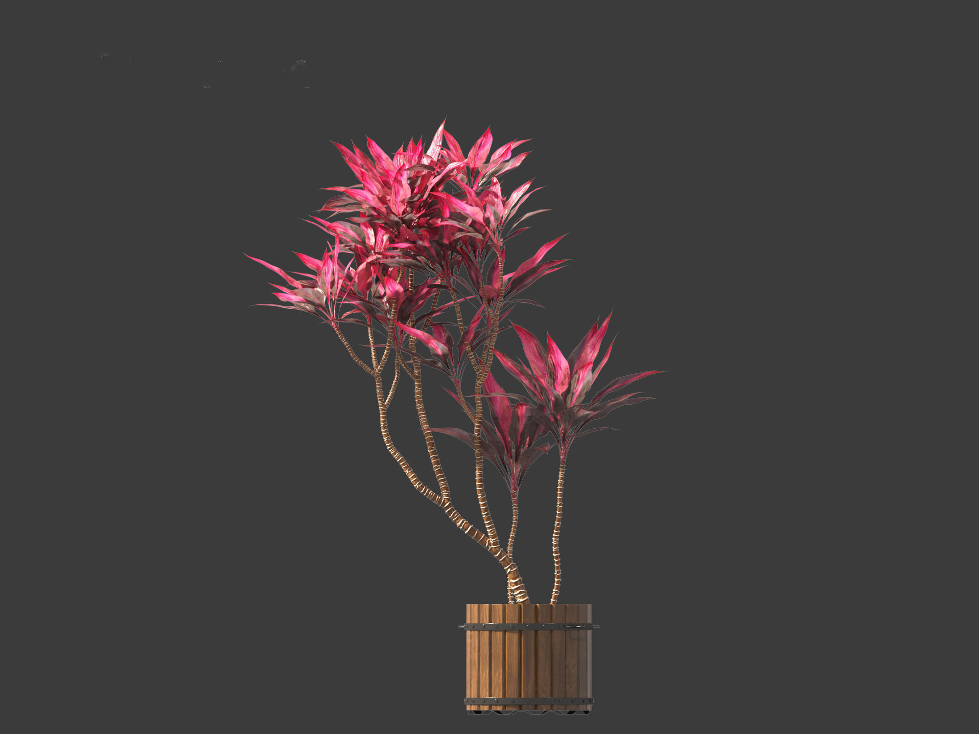 Cordyline rubra - palm lily 02 3D model_10