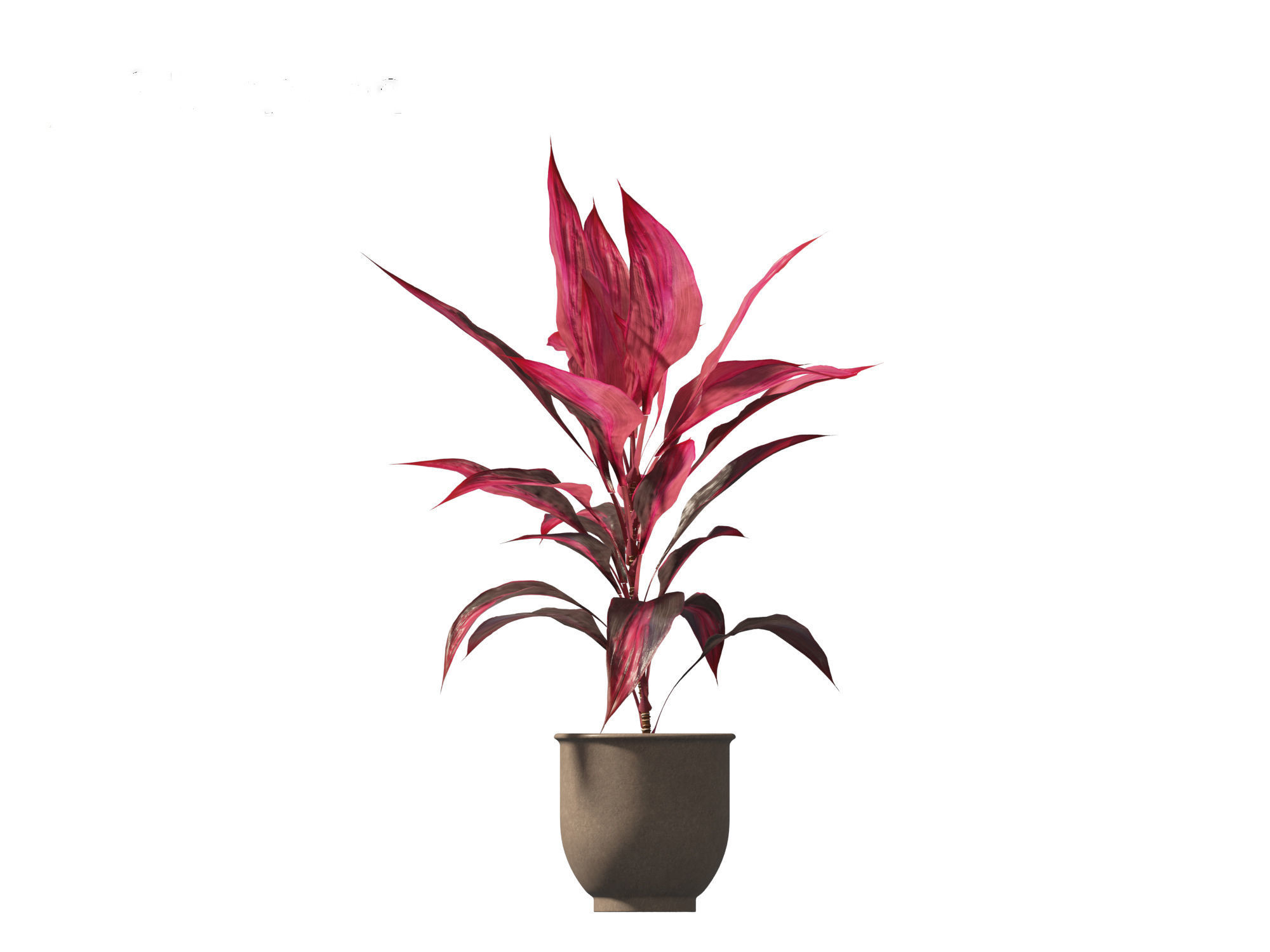 Cordyline rubra - palm lily 02 3D model_2
