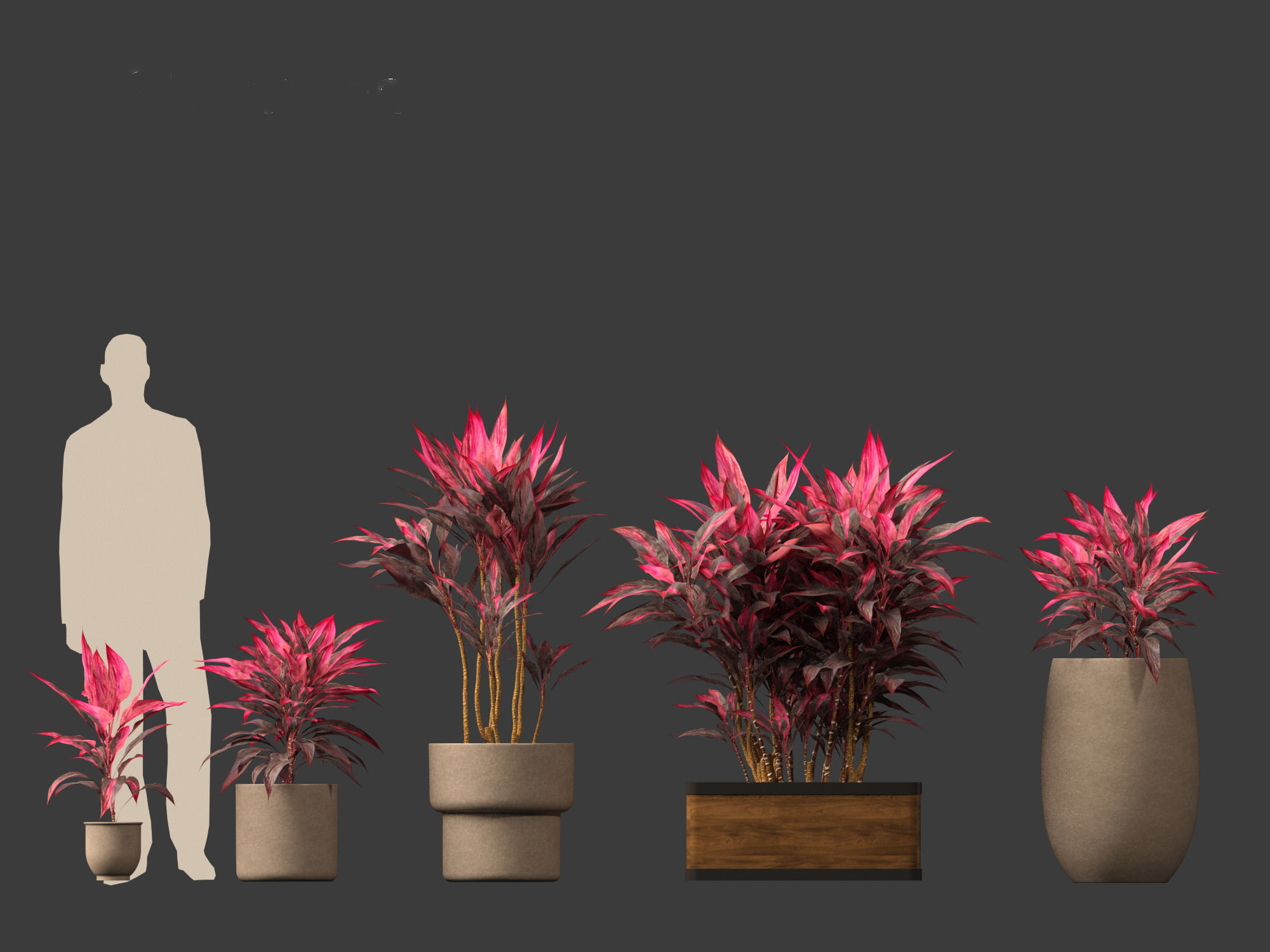 Cordyline rubra - palm lily 02 3D model_6