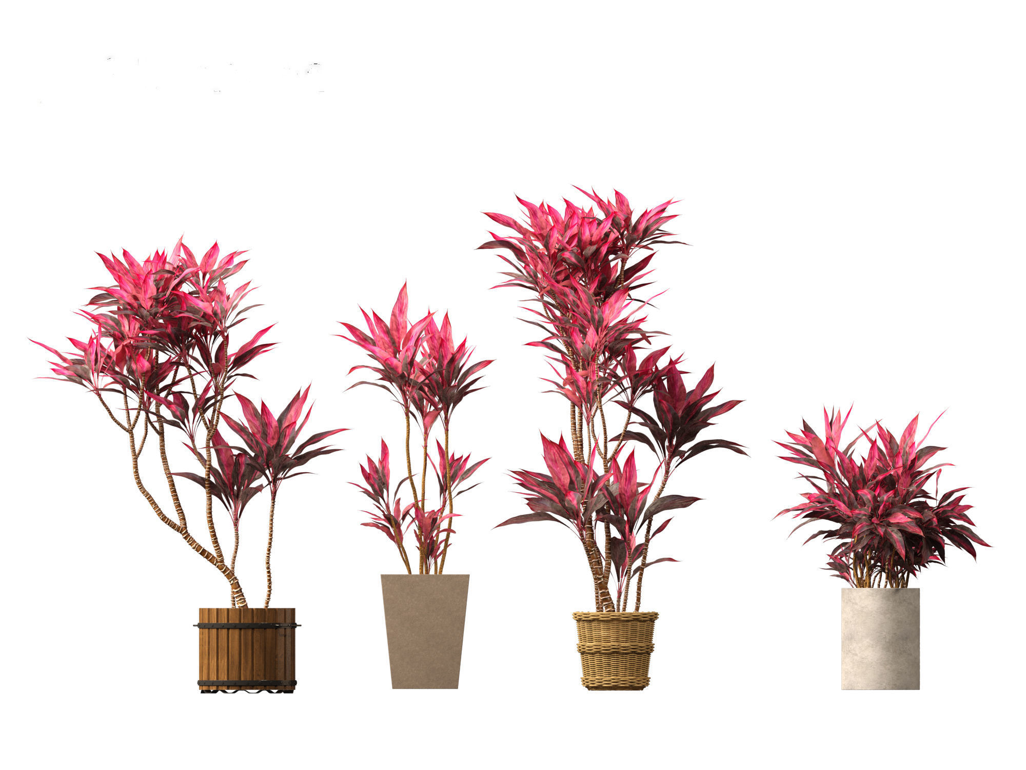 Cordyline rubra - palm lily 02 3D model_8